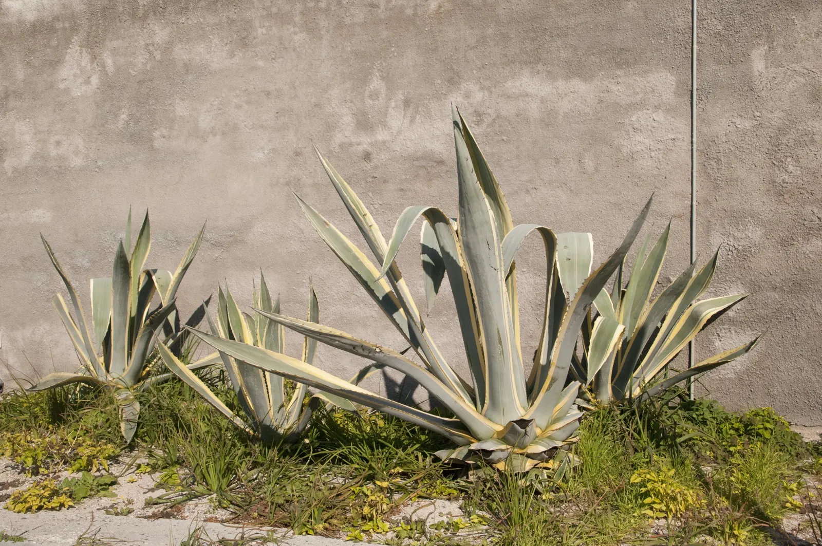 Weber's Blue Tequila Agave (Agave Tequilana) — which can be transplanted to propagate new plants