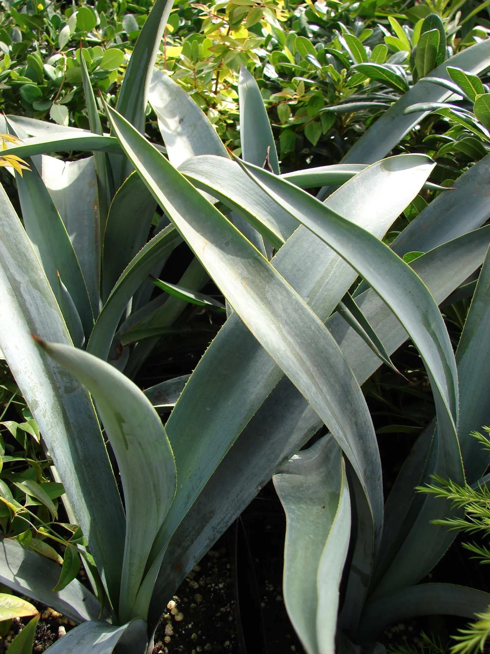 Weber's Blue Tequila Agave (Agave Tequilana) — creating a rosette that spans 5 to 7 feet in width upon maturity