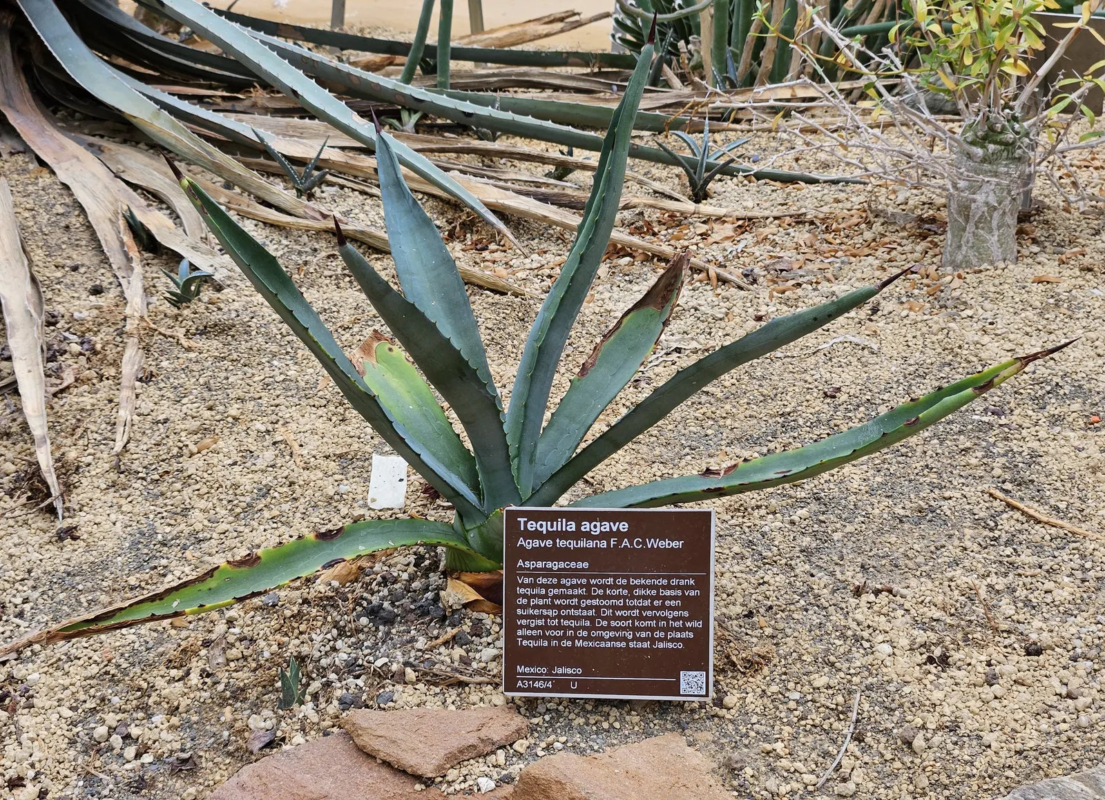 Weber's Blue Tequila Agave (Agave Tequilana) — imbuing your garden with a touch of exotic history.<br><br>This agave boasts robust