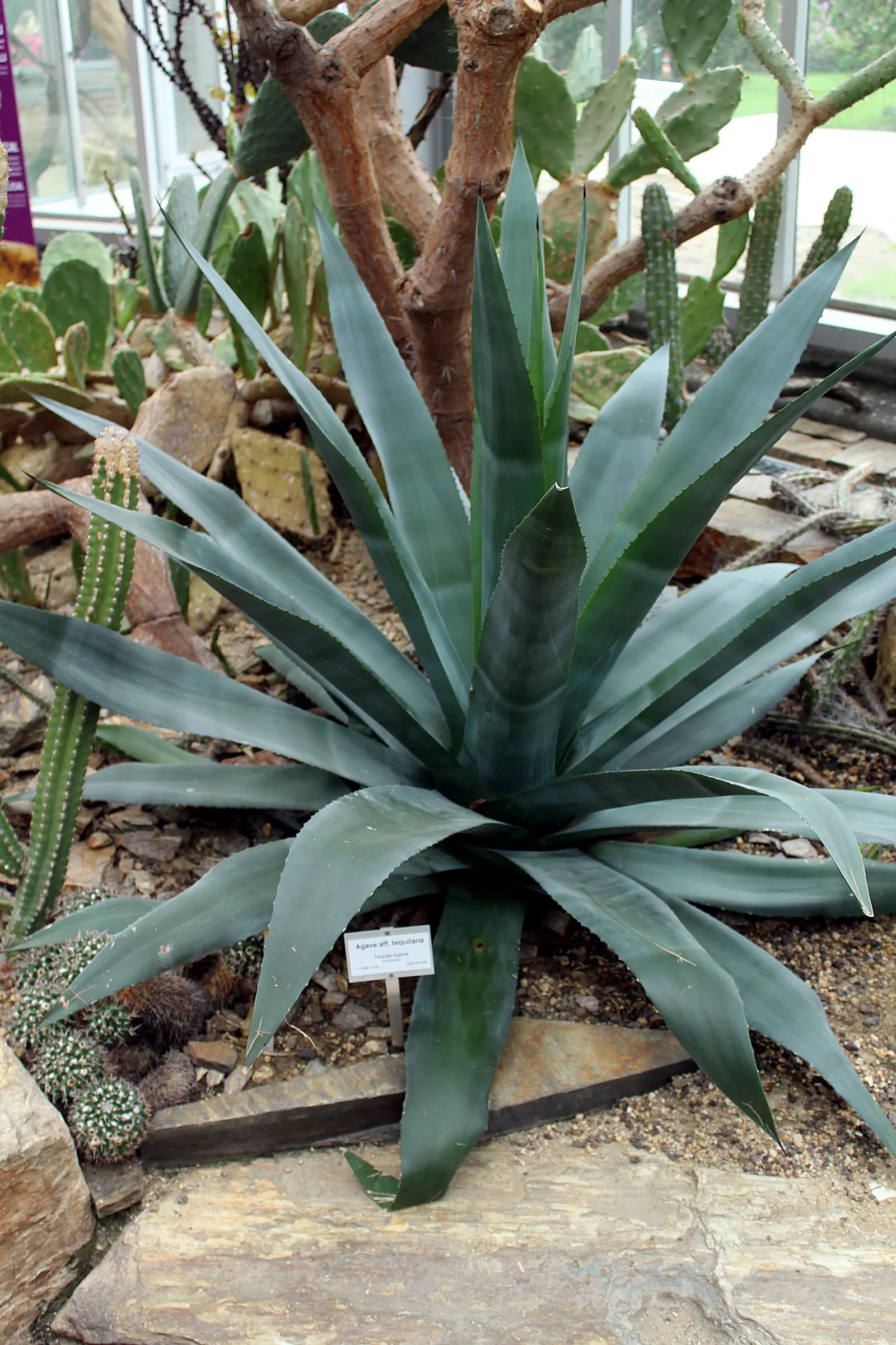 Weber's Blue Tequila Agave (Agave Tequilana) — signaling the plant's final life cycle stage