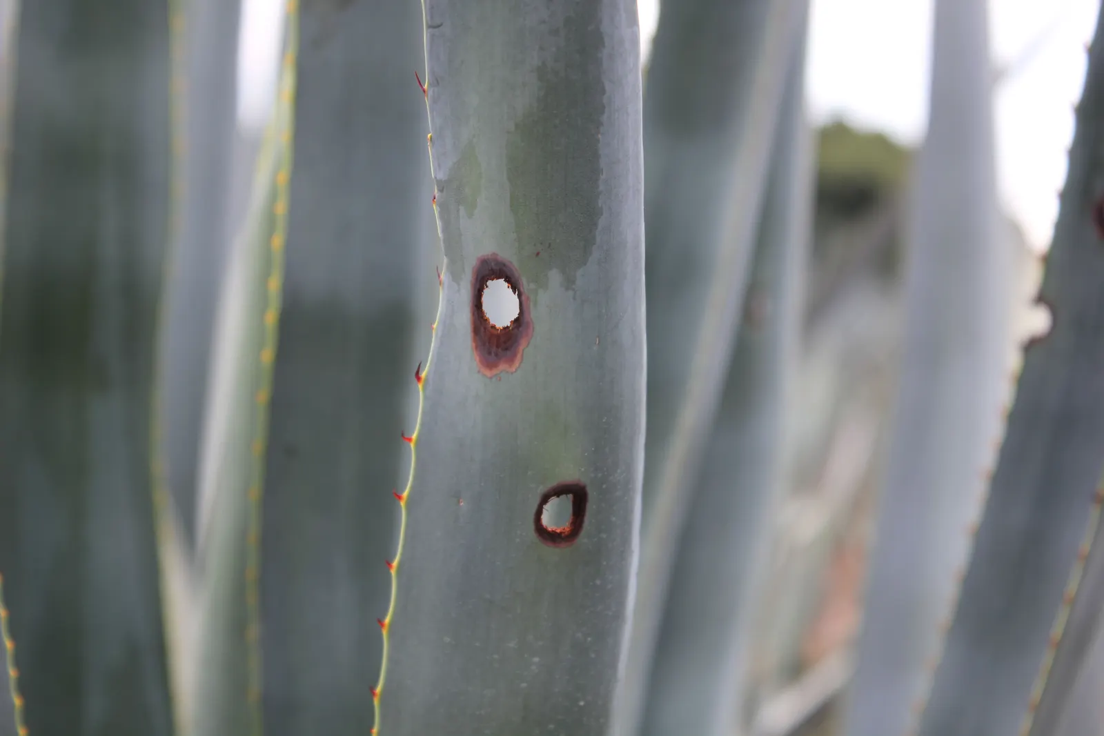 Weber's Blue Tequila Agave (Agave Tequilana) — Its leaves terminate in sharp spines, cautioning against planting in high-traffic areas