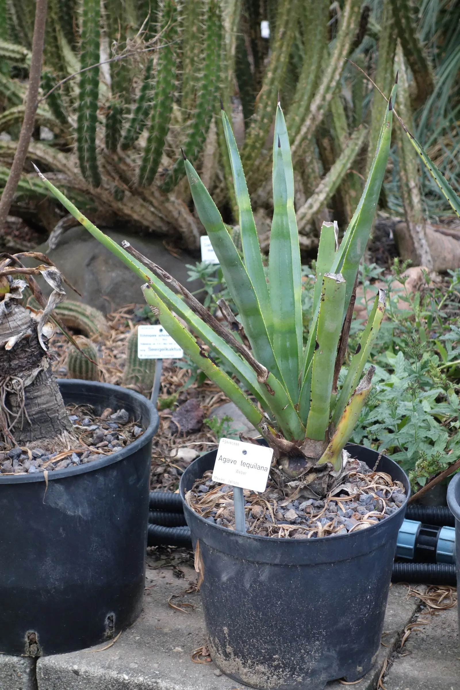 Weber's Blue Tequila Agave (Agave Tequilana) — it will produce pups or offsets