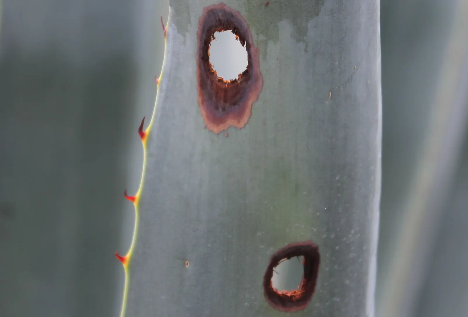Weber's Blue Tequila Agave (Agave Tequilana) — With its potential to reach up to 5 feet in height and spread 6 to 8 feet wide