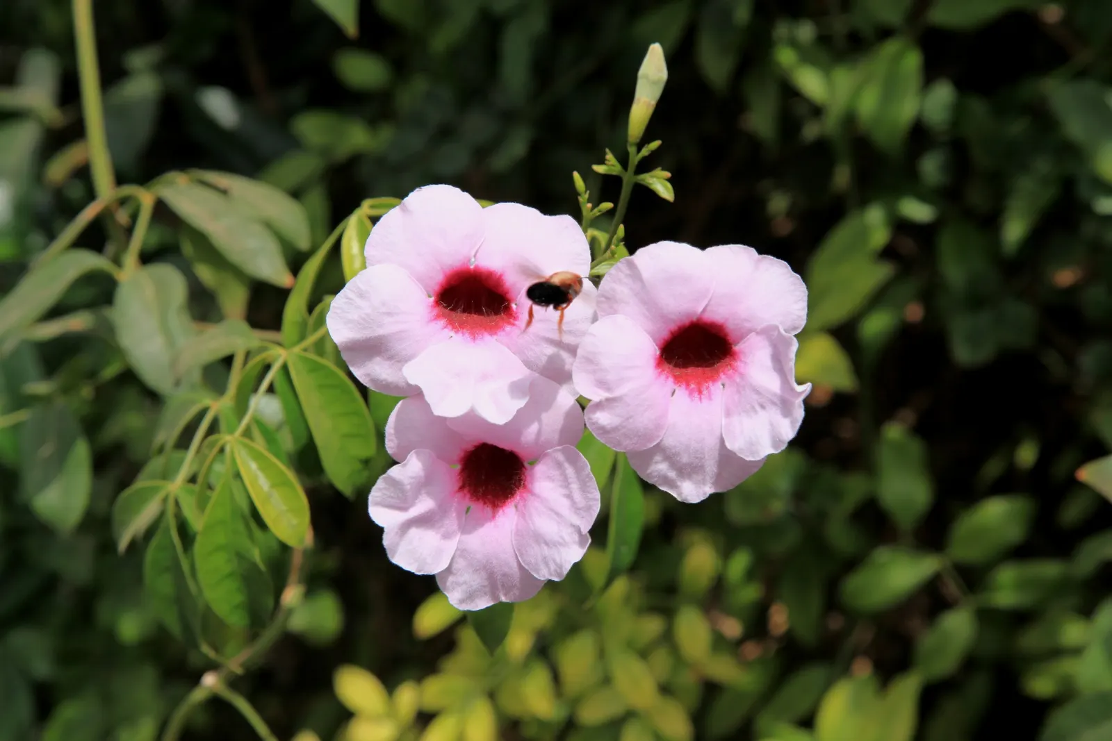 Bower Vine (Pandorea Jasminoides) — The plant enjoys full sun to partial shade and thrives in USDA zones 9-11; its evergreen foliage climbs, image 70