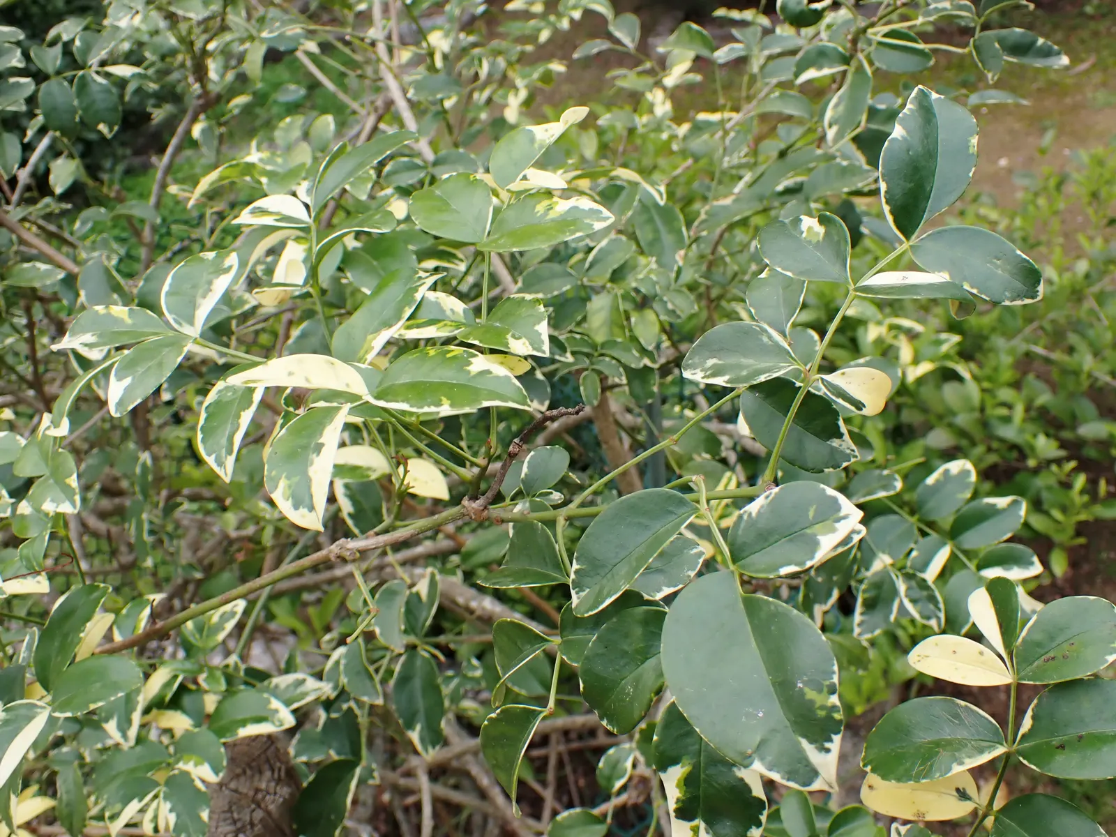 Bower Vine (Pandorea Jasminoides) — beautifully contrast the foliage and are predominantly produced from spring through fall; vine with multi-colored and pink