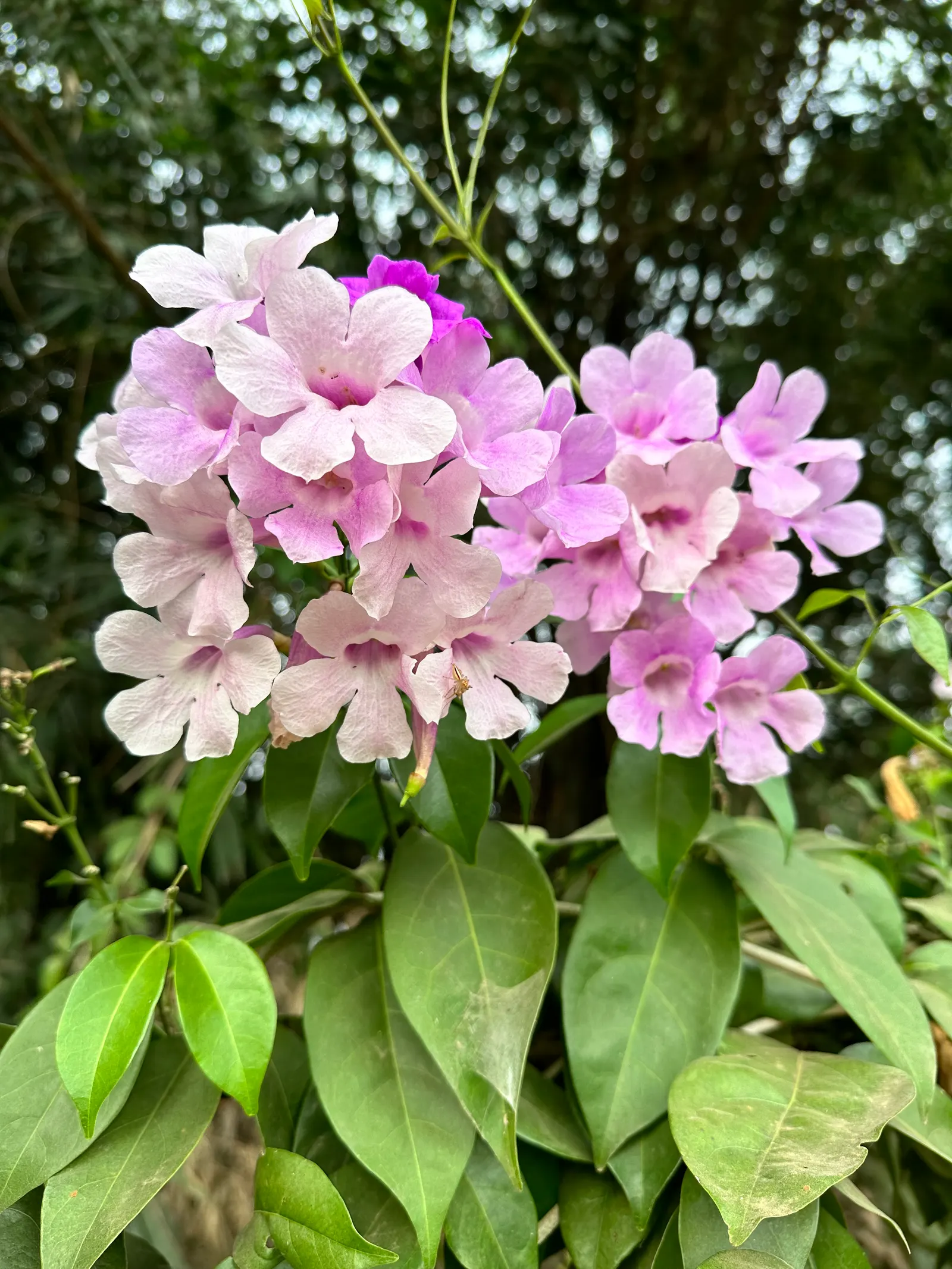 Bower Vine (Pandorea Jasminoides) — The Bower Vine (Pandorea jasminoides) graces landscapes with profuse