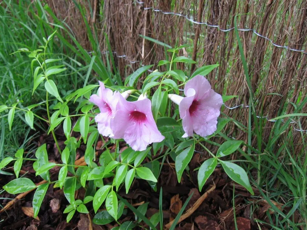 Bower Vine (Pandorea Jasminoides) — The Bower Vine (Pandorea jasminoides) graces landscapes with profuse; the plant enjoys full sun to partial shade and