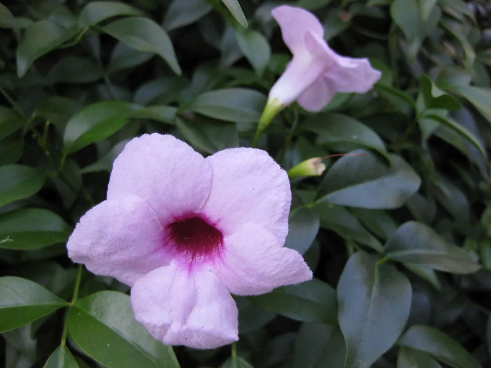 Bower Vine (Pandorea Jasminoides) — Regular watering and well-drained soil optimize its pink and cream blooms