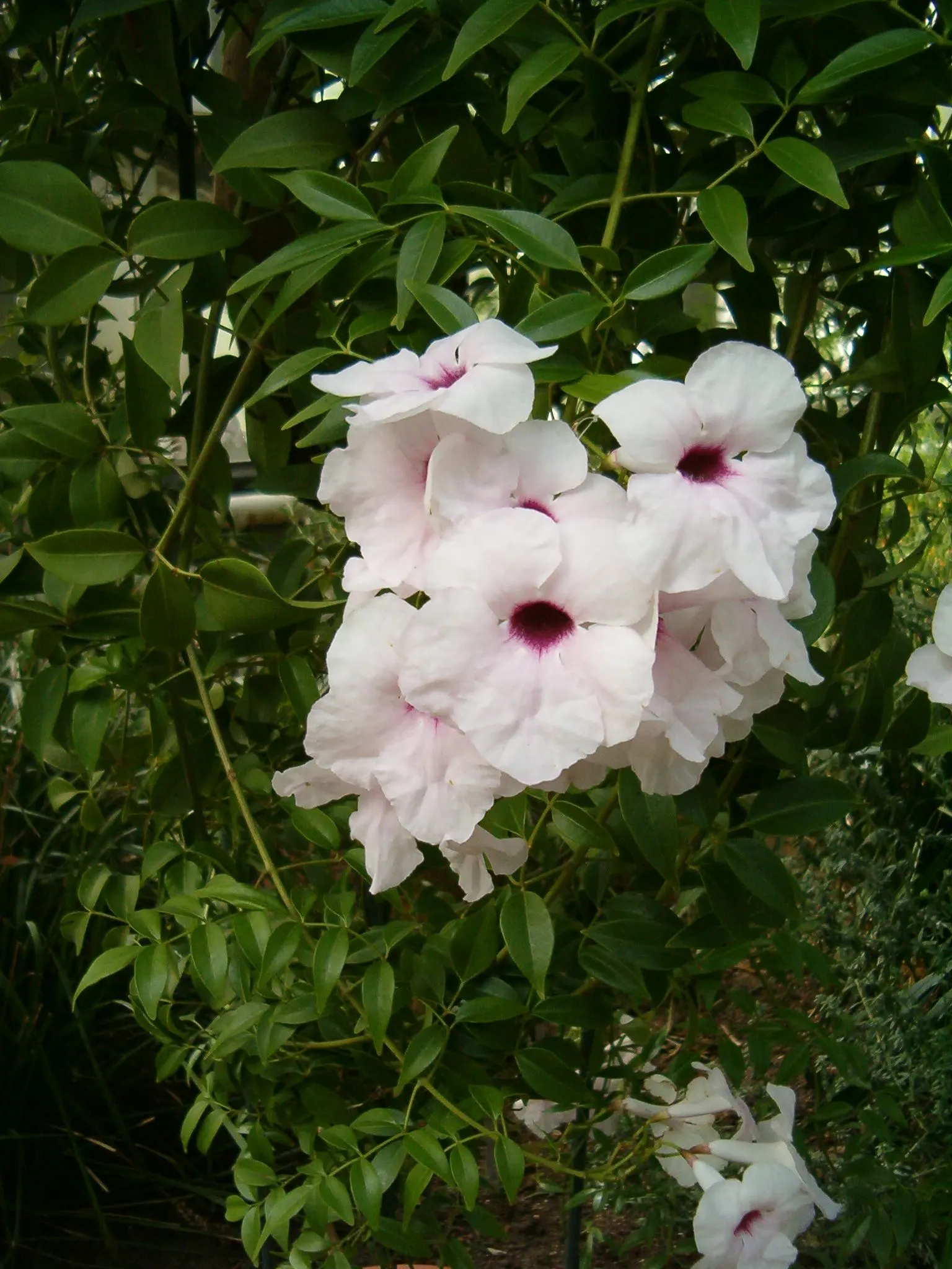 Bower Vine (Pandorea Jasminoides) — Its evergreen foliage climbs vigorously, reaching 20-30 feet, perfect for trellises or arbors; hardy in USDA, image 47