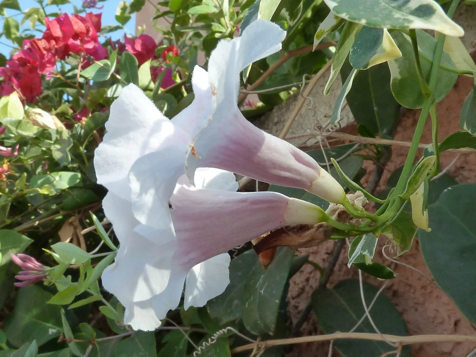 Bower Vine (Pandorea Jasminoides) — which appear most prolifically from spring through fall; consider its need for a sun-drenched placement with light