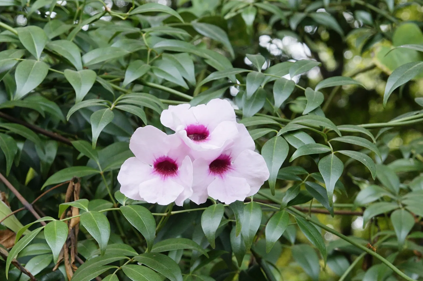 Bower Vine (Pandorea Jasminoides) — which are about 1 to 2 inches in diameter; pink to white hue and oftentimes a deep pink to red throated center, image 59