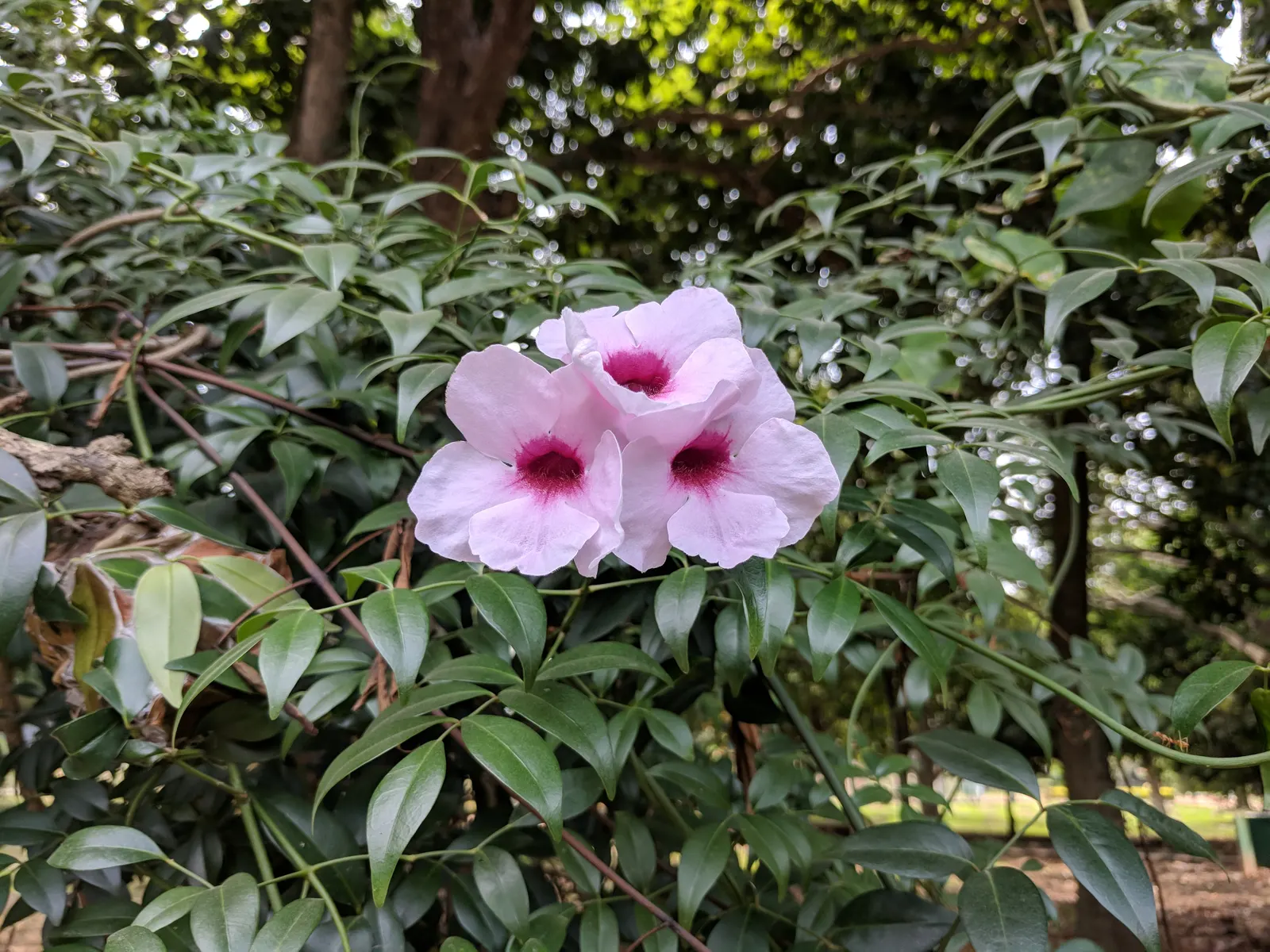 Bower Vine (Pandorea Jasminoides) — The plant enjoys full sun to partial shade and thrives in USDA zones 9-11; its evergreen foliage climbs, image 48