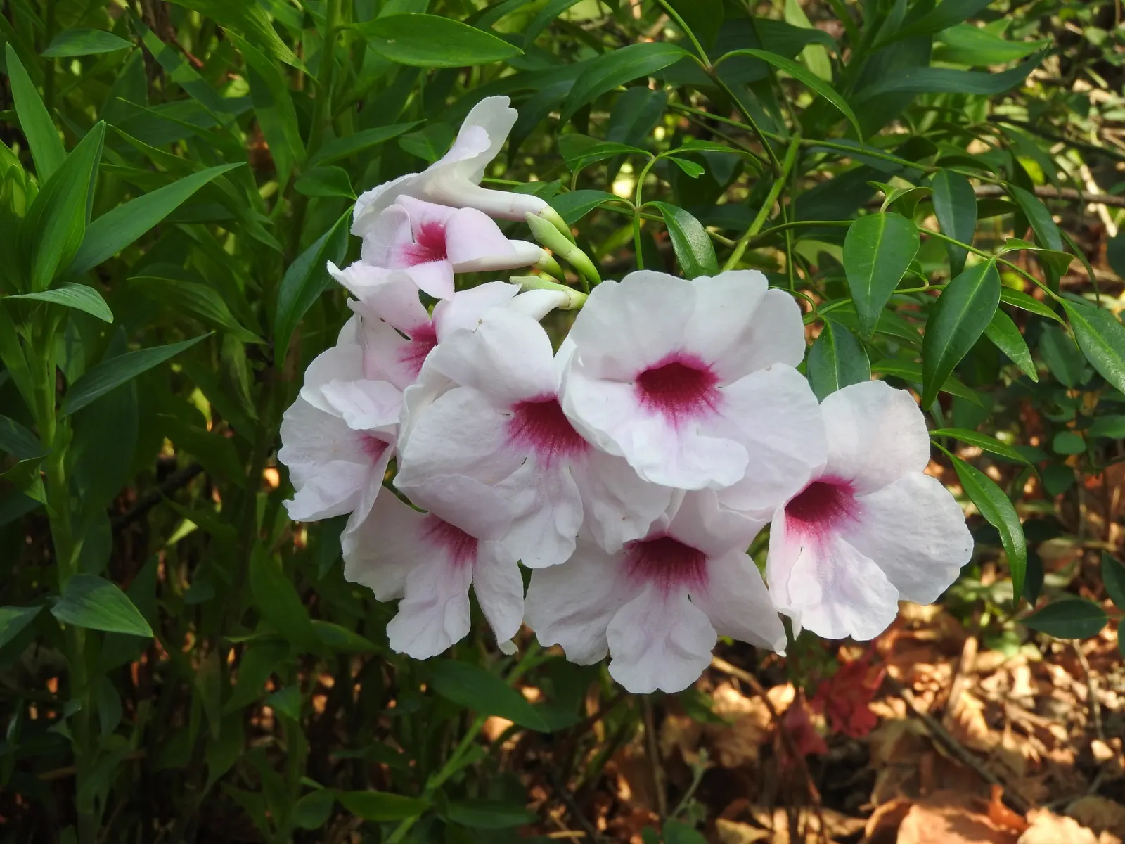 Bower Vine (Pandorea Jasminoides) — trumpet-shaped flowers up to 2 inches across; with an impressive growth capability, image 46