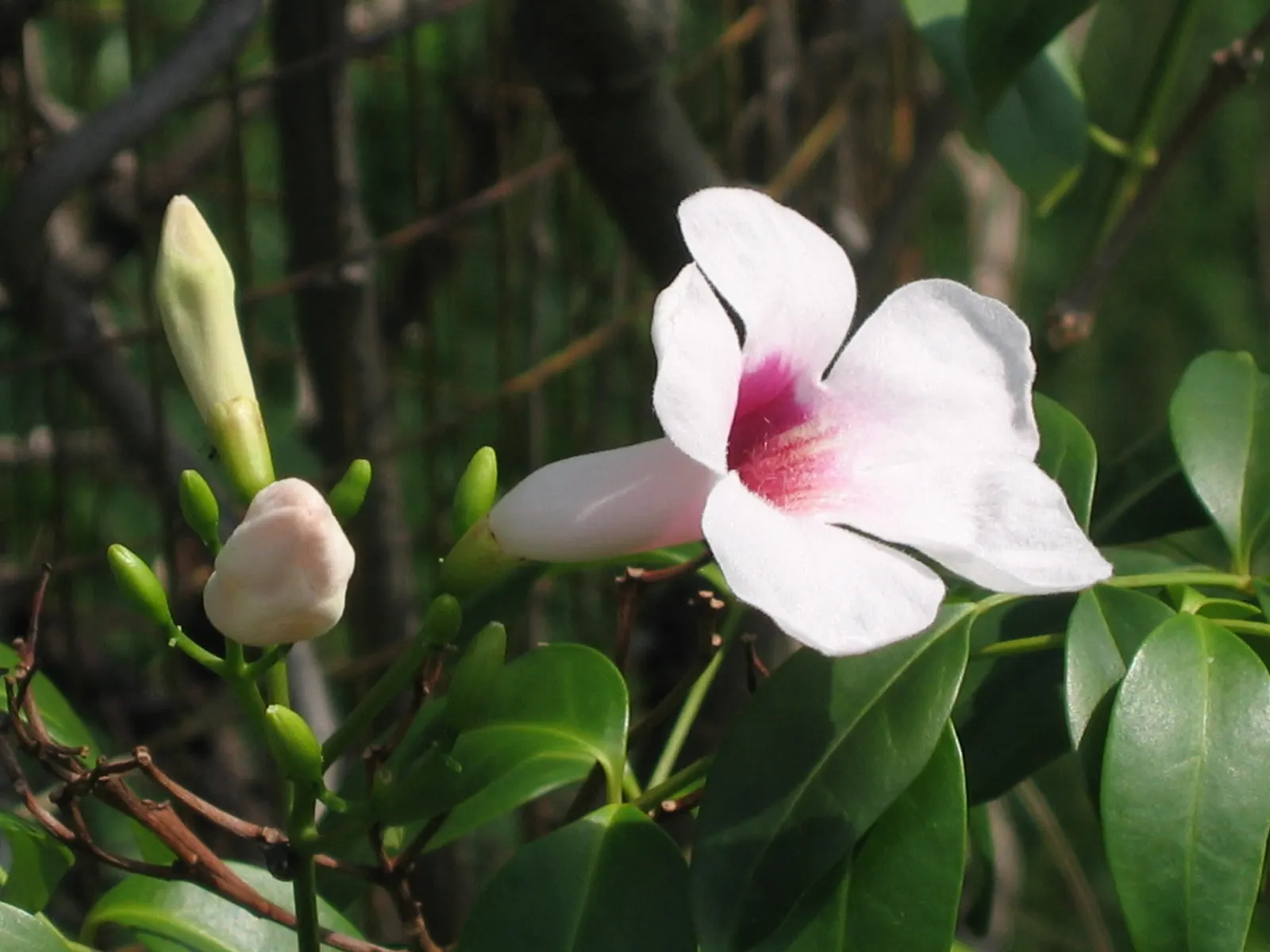 Bower Vine (Pandorea Jasminoides) — adding a romantic flair to any garden setting