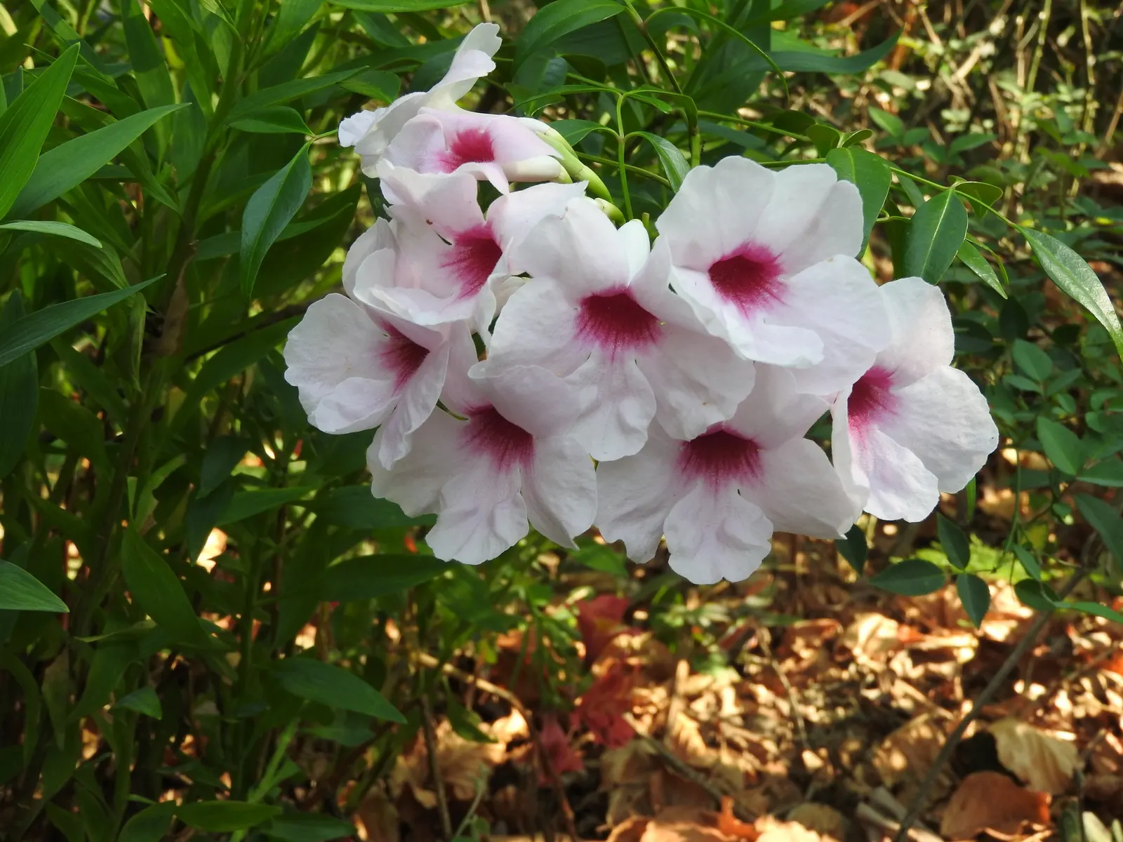 Bower Vine (Pandorea Jasminoides) — which appear most prolifically from spring through fall; consider its need for a sun-drenched placement with, image 50