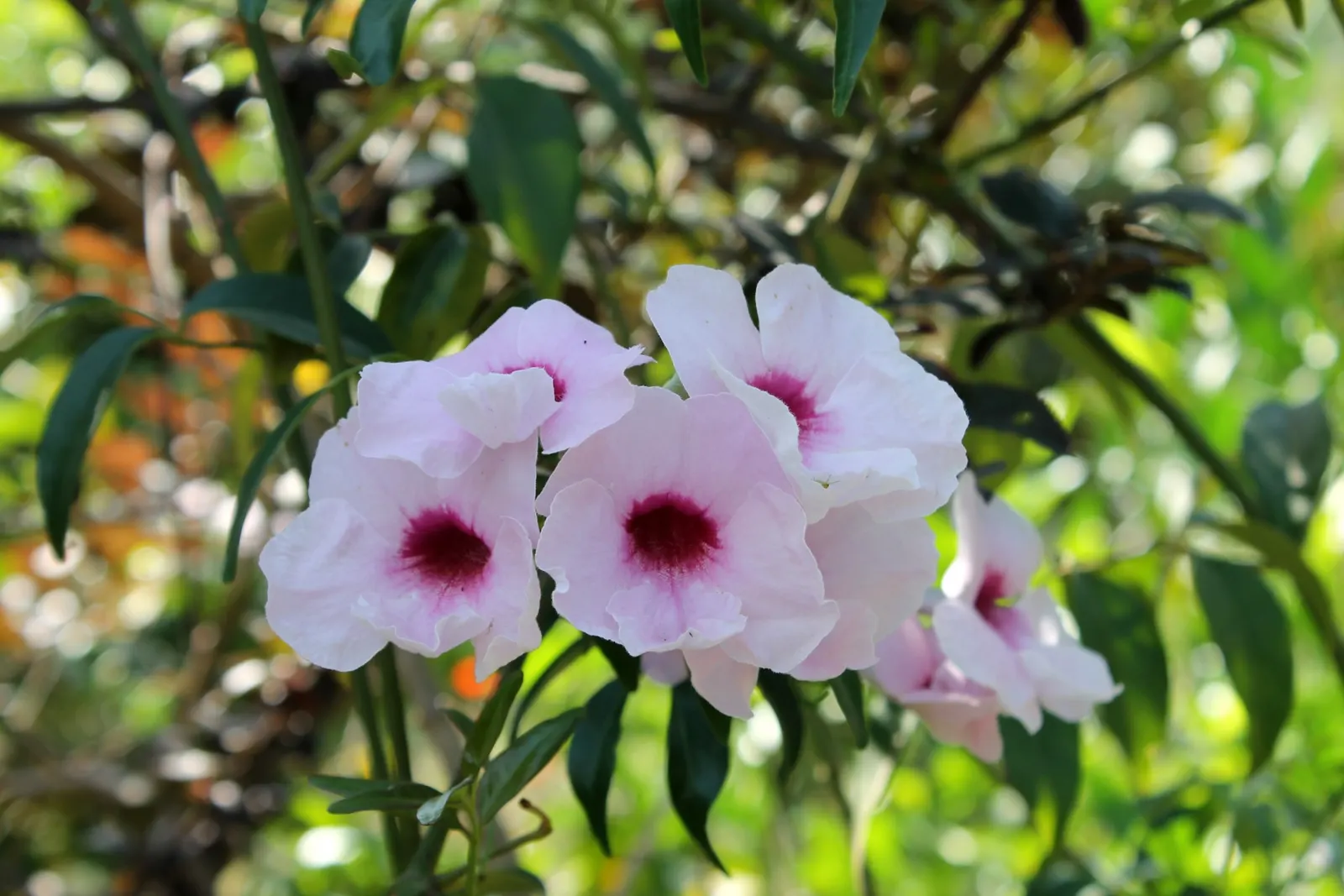 Bower Vine (Pandorea Jasminoides) — scientifically known as Pandorea jasminoides; stands out as a fast-growing