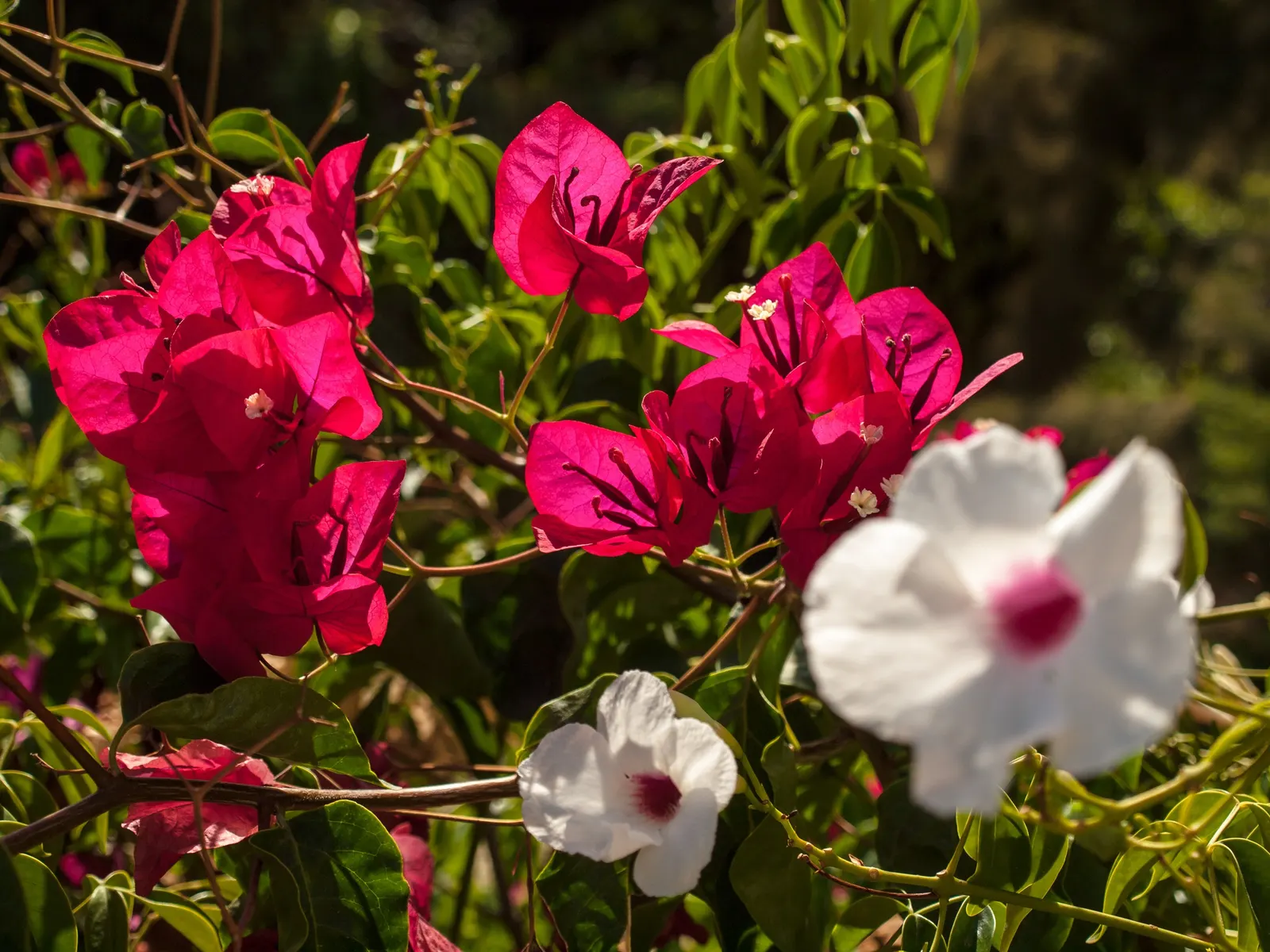 Bower Vine (Pandorea Jasminoides) — pink to white hue and oftentimes a deep pink to red throated center