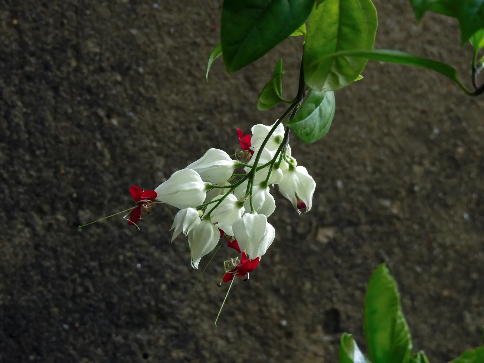 Bower Vine (Pandorea Jasminoides) — The plant enjoys full sun to partial shade and thrives in USDA zones 9-11