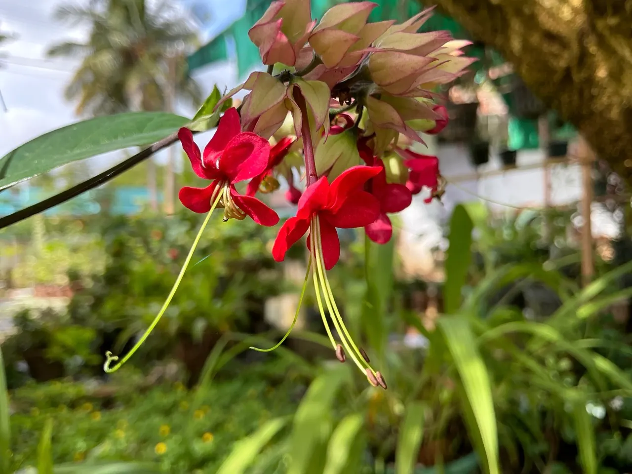 Bower Vine (Pandorea Jasminoides) — pink to white hue and oftentimes a deep pink to red throated center; adding a romantic flair to any garden setting