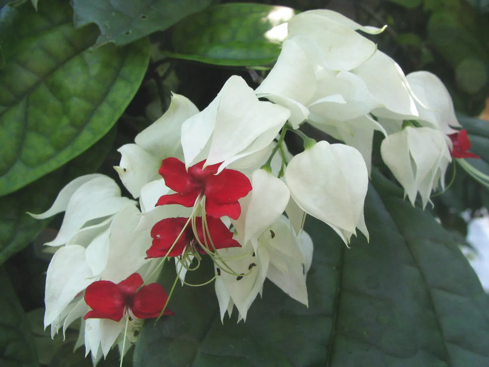Bower Vine (Pandorea Jasminoides) — vine for full or half