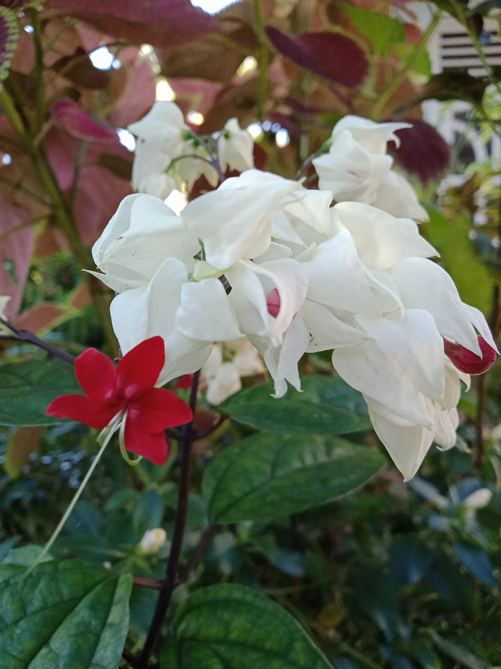 Bower Vine (Pandorea Jasminoides) — evergreen climber that brings a tropical allure to any landscape design; the Bower Vine (Pandorea jasminoides) graces
