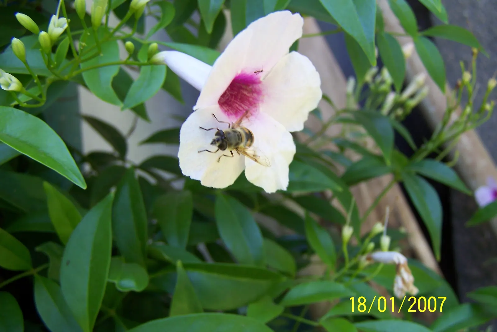 Bower Vine (Pandorea Jasminoides) — Hardy in USDA Zones 9 to 11