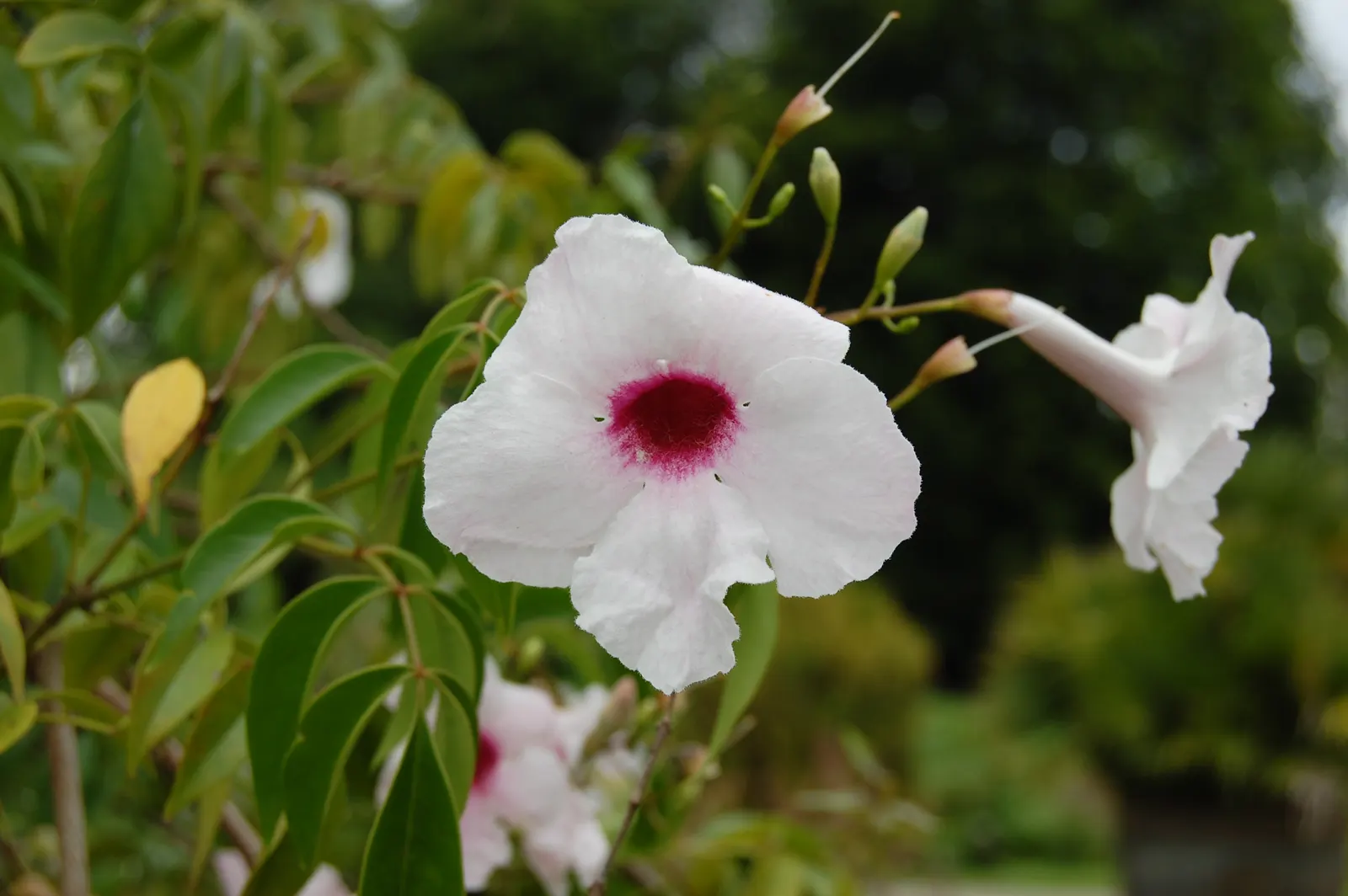 Bower Vine (Pandorea Jasminoides) — beautifully contrast the foliage and are predominantly produced from spring through fall; vine with, image 60