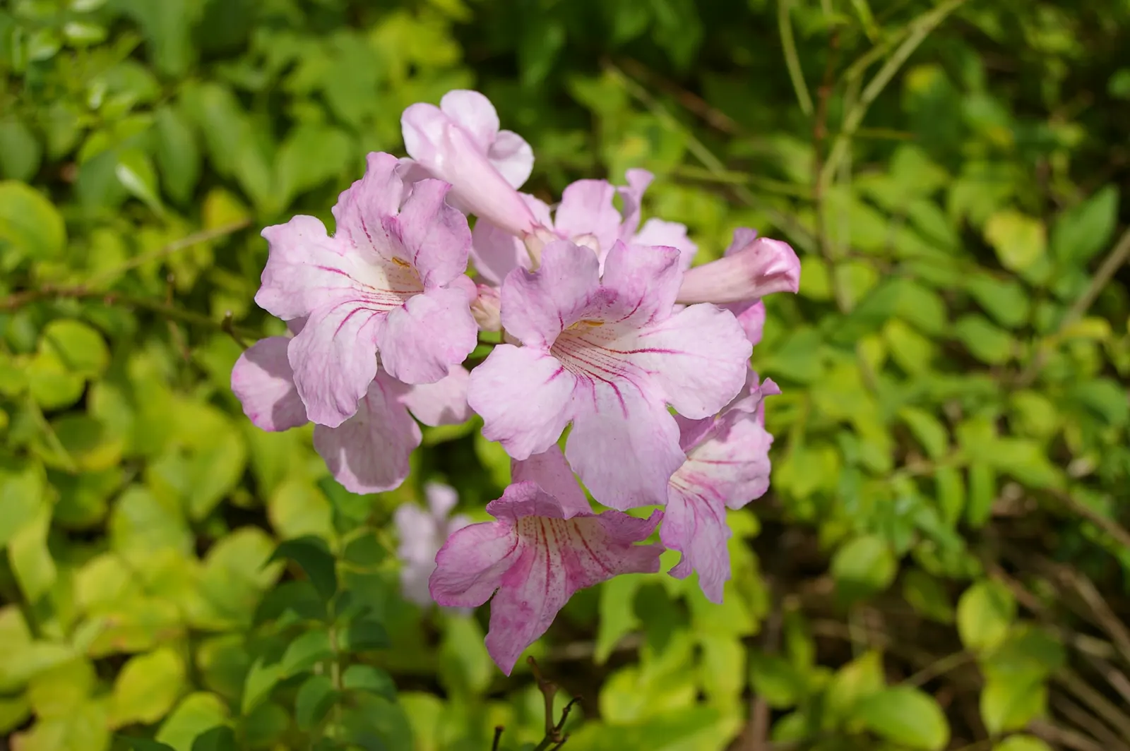 Bower Vine (Pandorea Jasminoides) — vine with multi-colored and pink and red blooms; this vine can stretch up to 15 to 20 feet in height when given, image 65