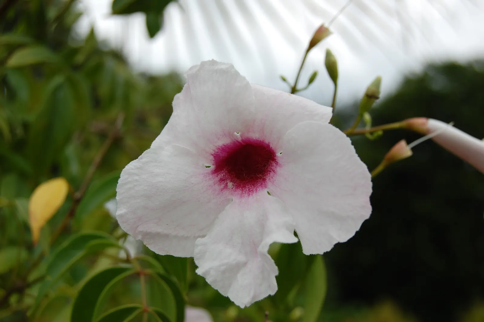 Bower Vine (Pandorea Jasminoides) — multi-colored and pink and red flowers in the garden; regular watering and well-drained soil optimize its pink and cream