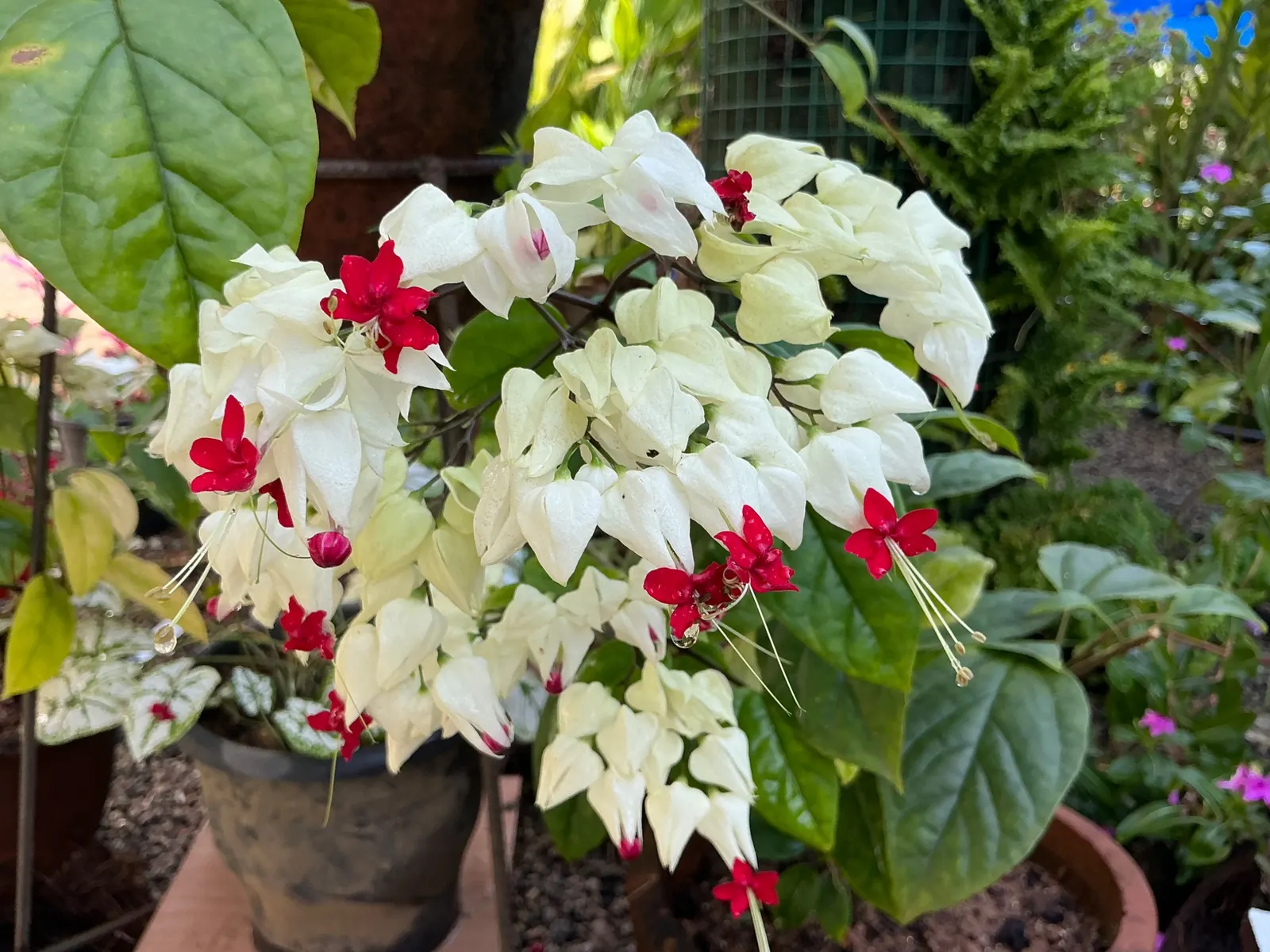 Bower Vine (Pandorea Jasminoides) — adding a romantic flair to any garden setting; trumpet-shaped flowers up to 2 inches across, image 51
