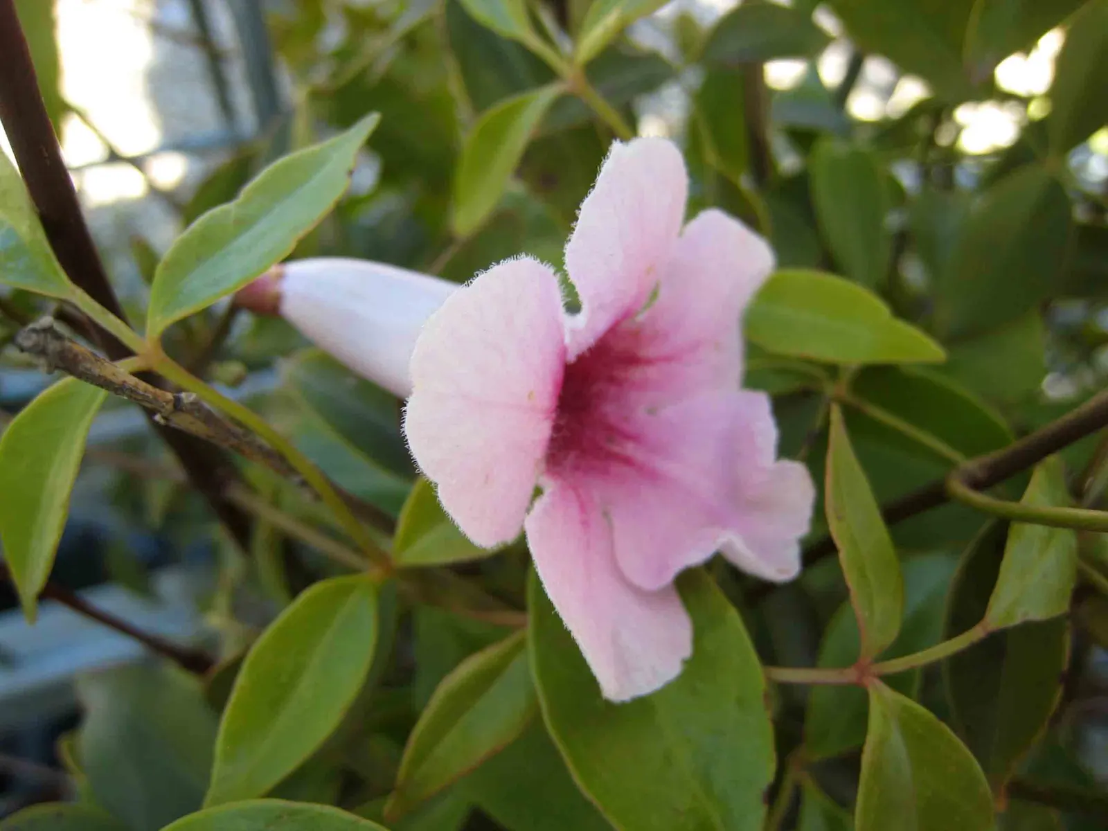 Bower Vine (Pandorea Jasminoides) — Its foliage is comprised of glossy