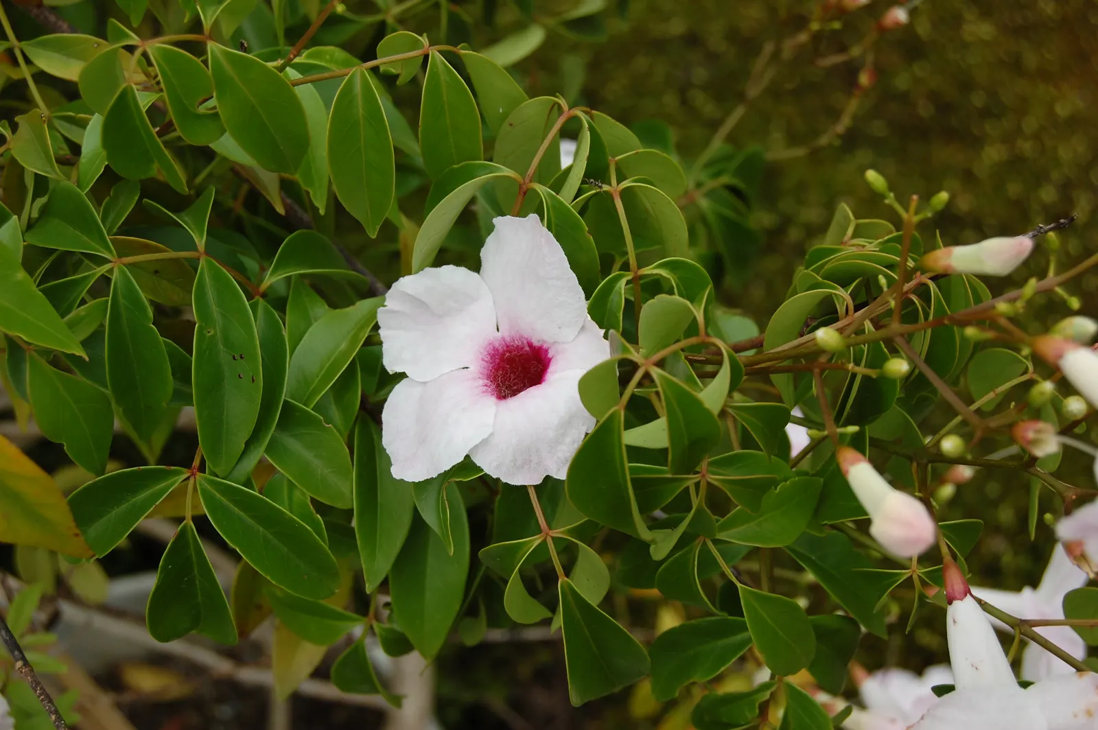 Bower Vine (Pandorea Jasminoides) — adding a romantic flair to any garden setting; trumpet-shaped flowers up to 2 inches across