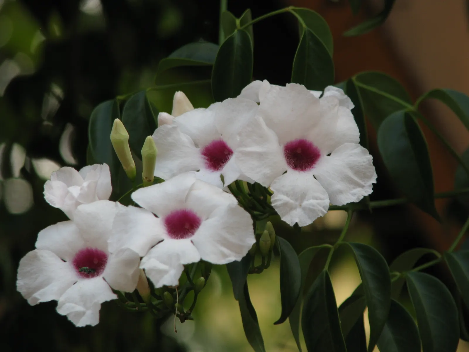 Bower Vine (Pandorea Jasminoides) — this vine can stretch up to 15 to 20 feet in height when given proper support such as trellises or arbors; which are about
