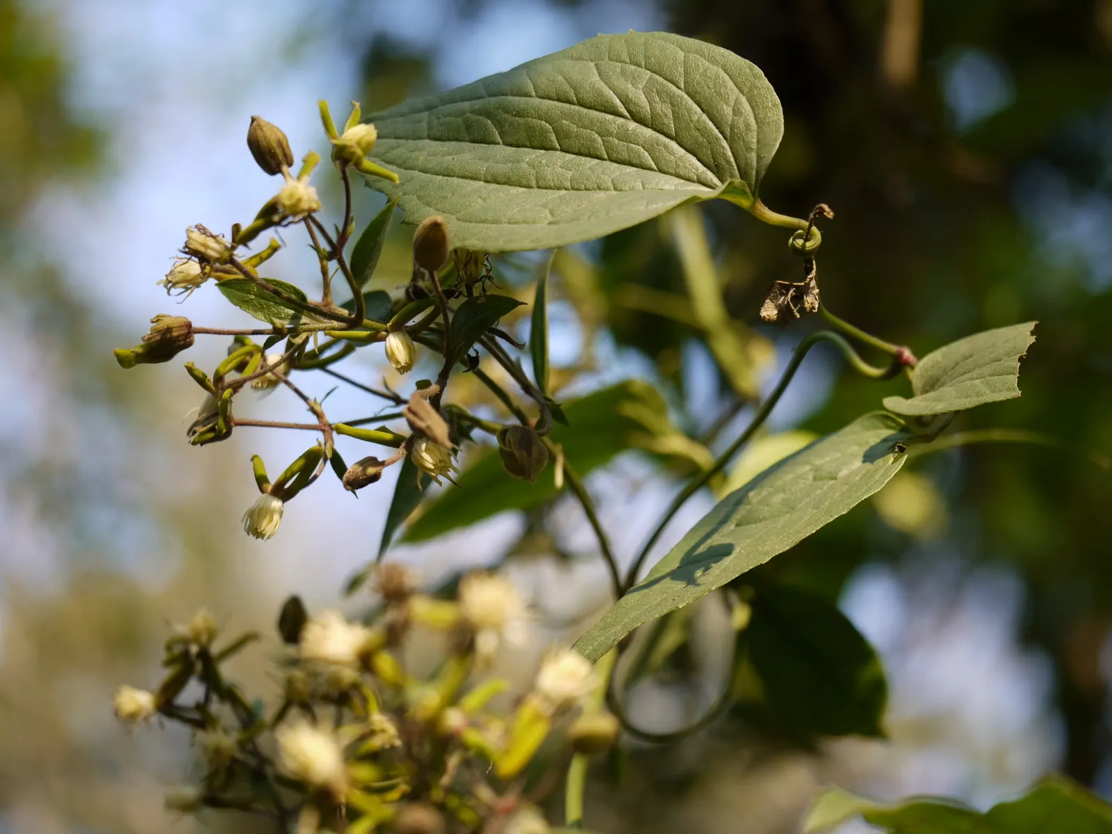 Bower Vine (Pandorea Jasminoides) — vine for full or half; the Bower Vine can withstand temperatures down to about 20&deg;F, image 66