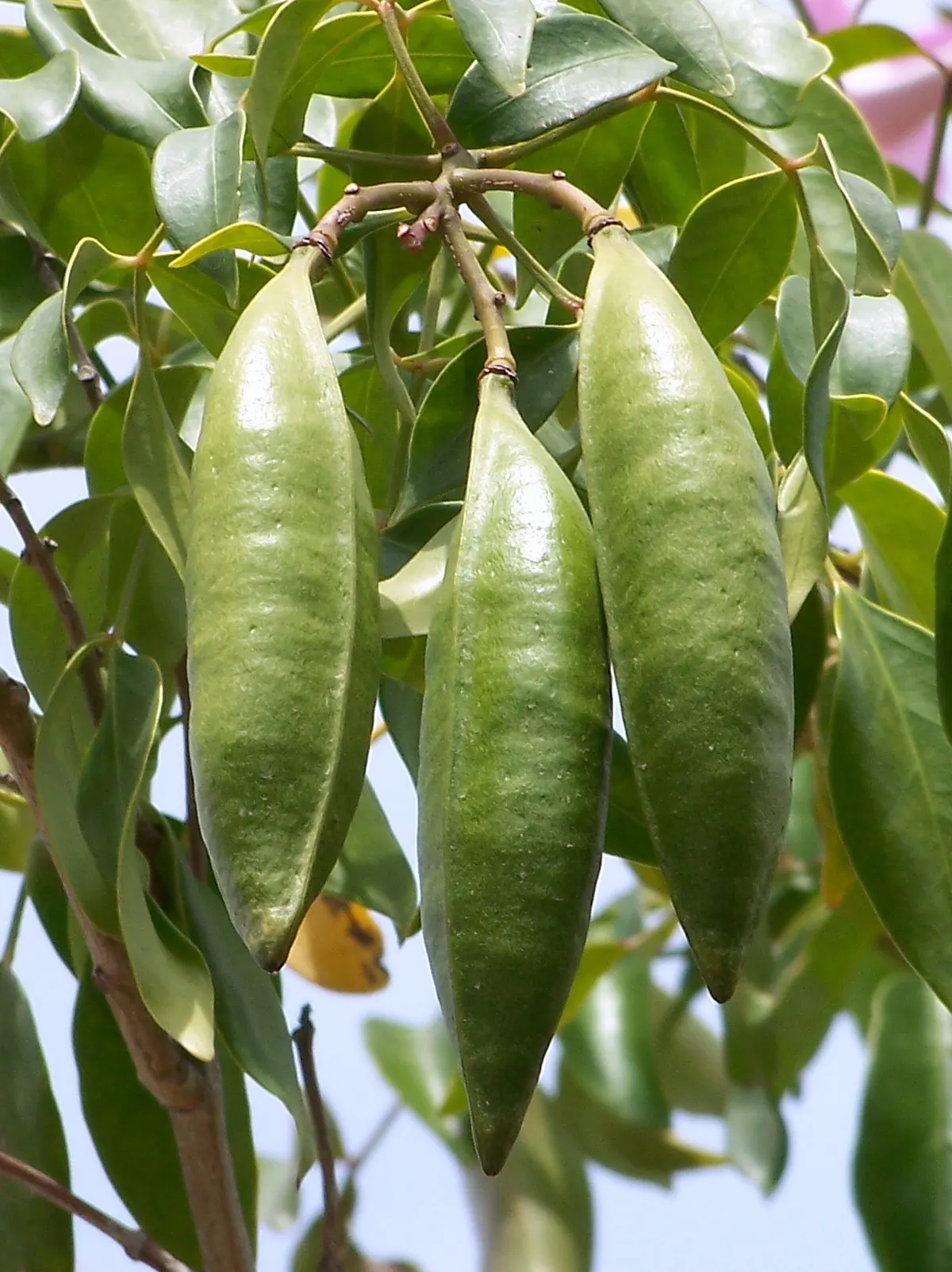 Bower Vine (Pandorea Jasminoides) — this vine can stretch up to 15 to 20 feet in height when given proper support such as trellises or arbors, image 56