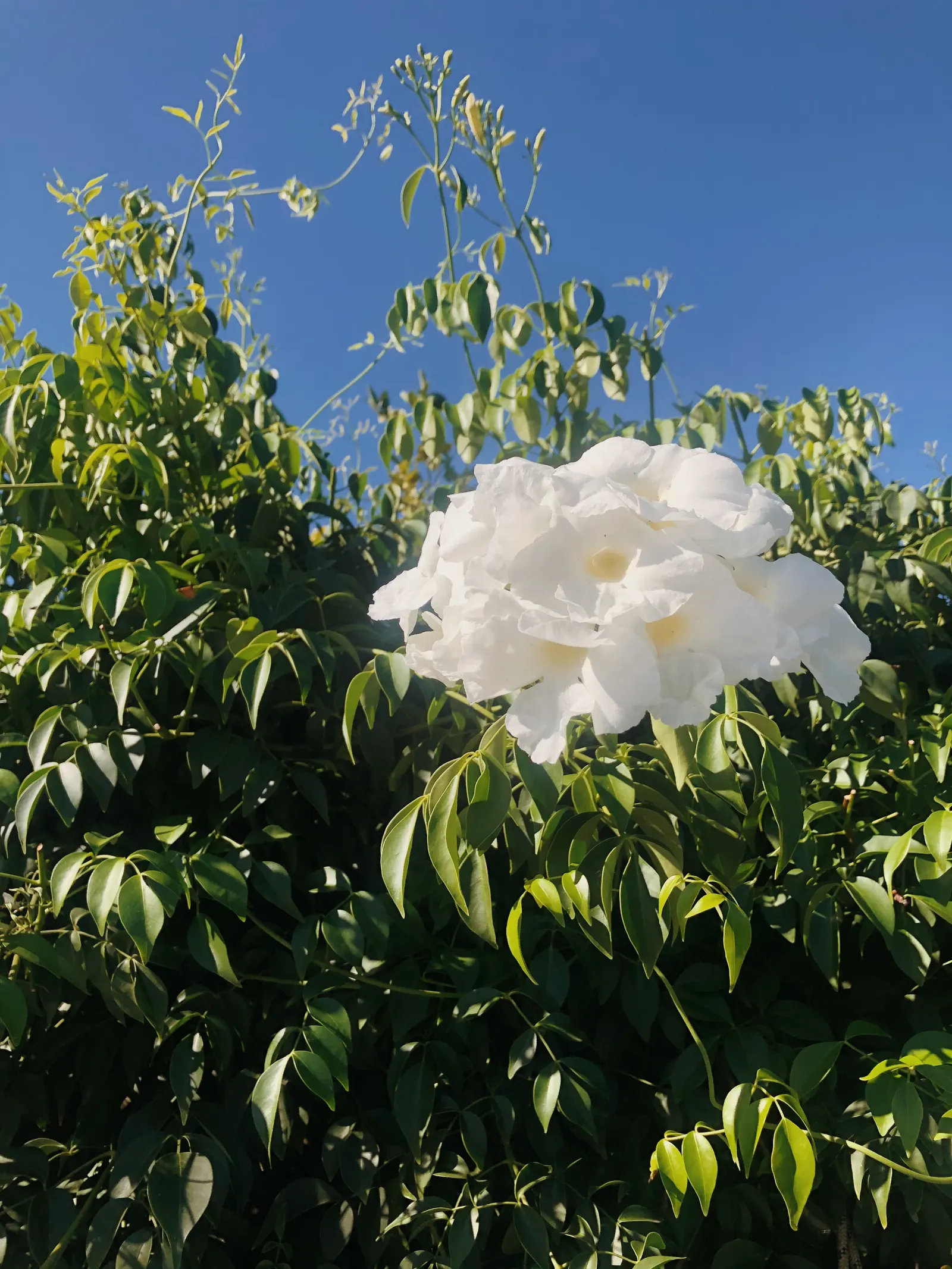 Bower Vine (Pandorea Jasminoides) — With an impressive growth capability; scientifically known as Pandorea jasminoides, image 55