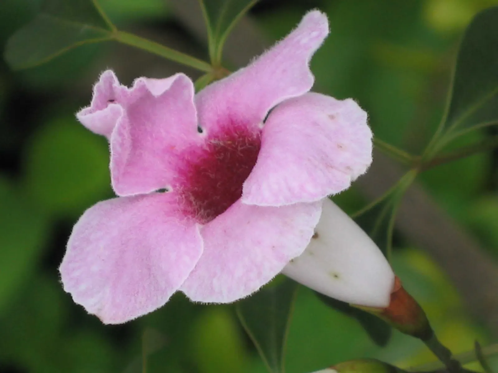 Bower Vine (Pandorea Jasminoides) — the Bower Vine can withstand temperatures down to about 20&deg;F