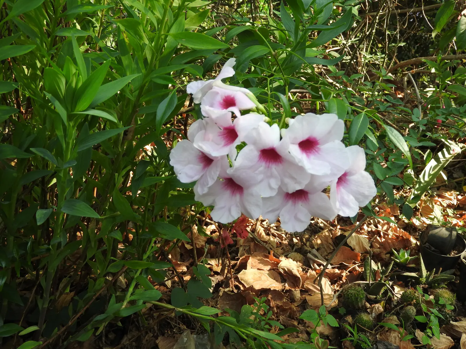 Bower Vine (Pandorea Jasminoides) — consider its need for a sun-drenched placement with light; which appear most prolifically from spring through fall