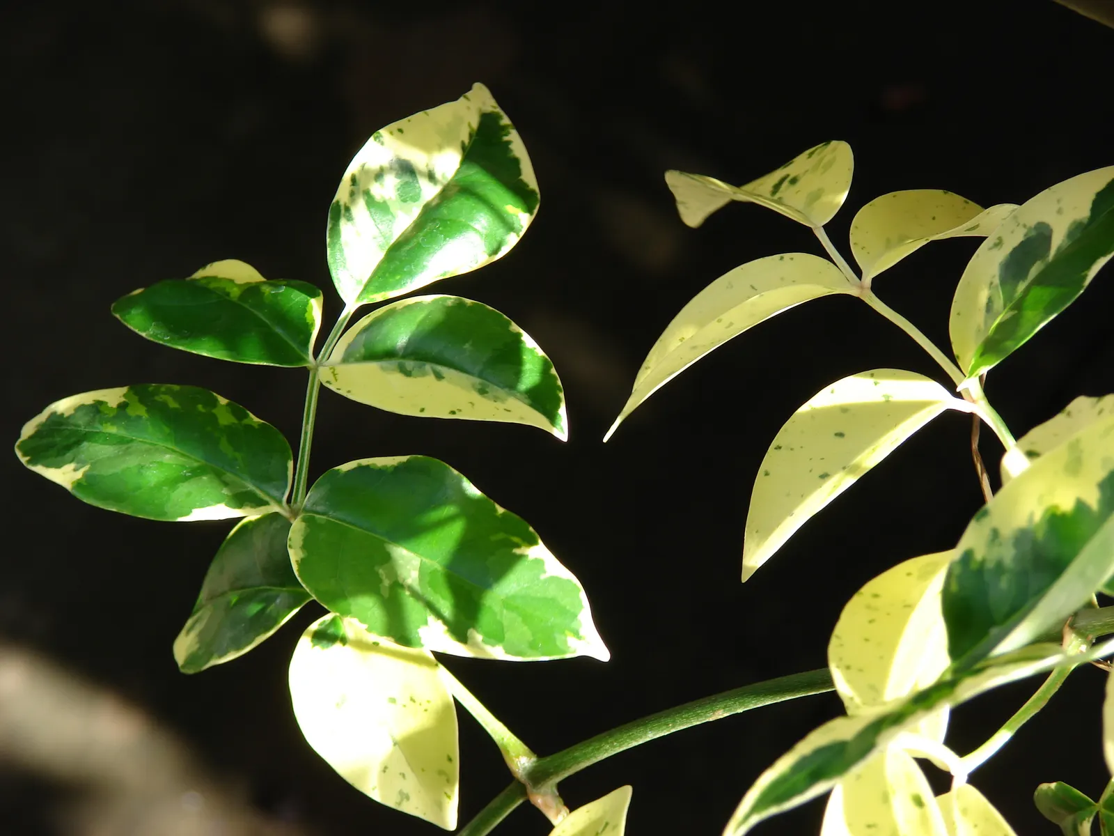 Bower Vine (Pandorea Jasminoides) — Its foliage is comprised of glossy; vine for full or half, image 57