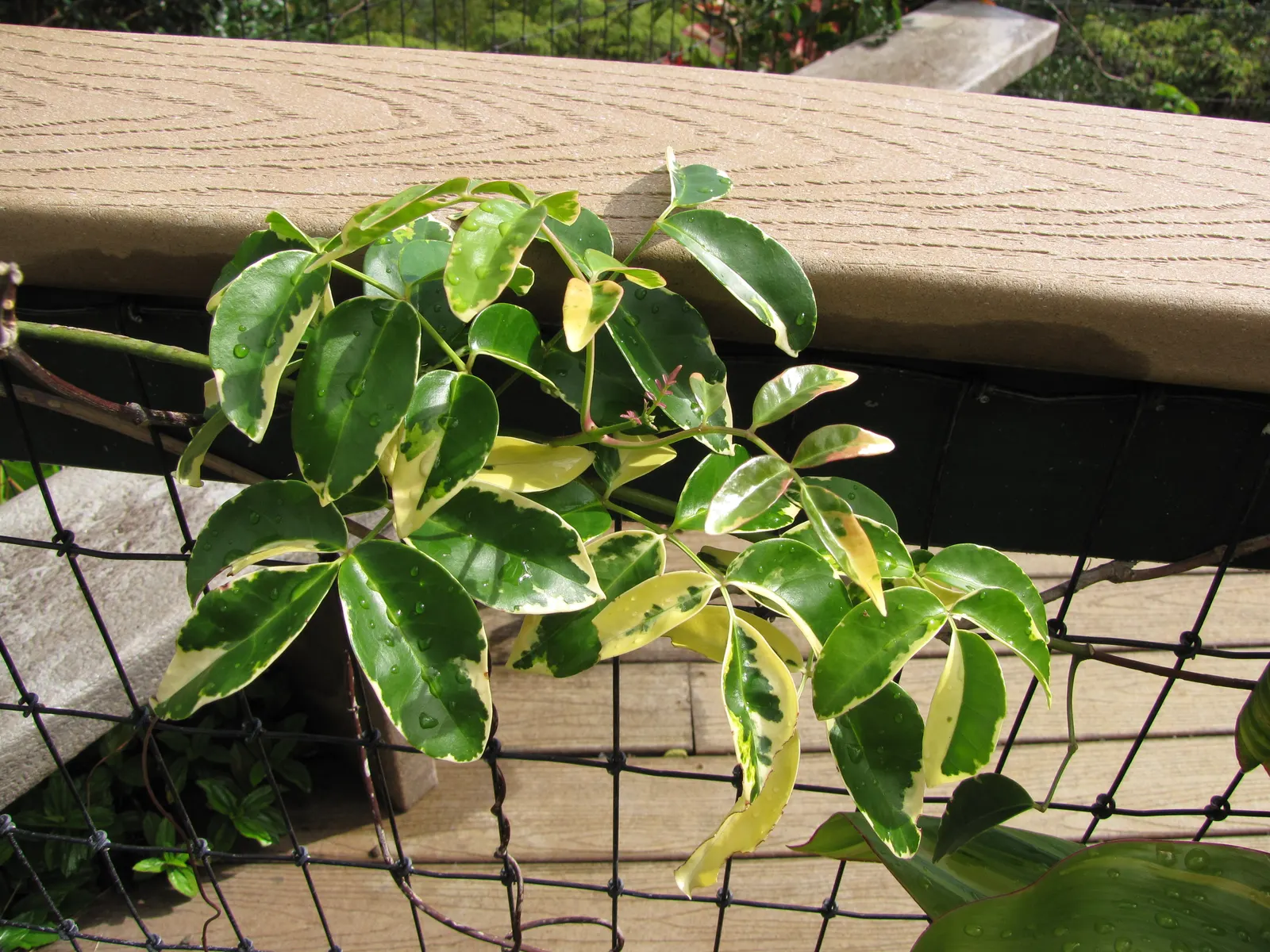 Bower Vine (Pandorea Jasminoides) — The plant enjoys full sun to partial shade and thrives in USDA zones 9-11; its evergreen foliage climbs vigorously