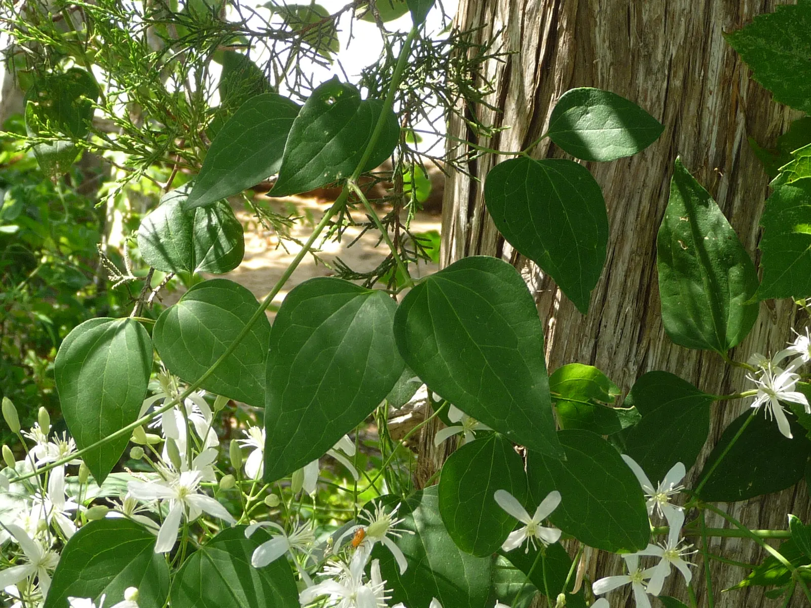 Bower Vine (Pandorea Jasminoides) — stands out as a fast-growing