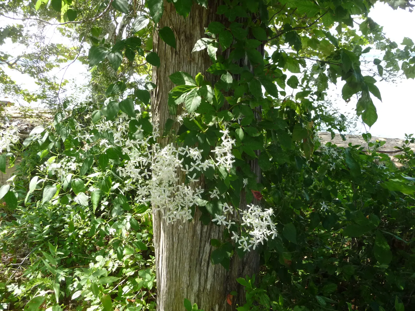 Bower Vine (Pandorea Jasminoides) — beautifully contrast the foliage and are predominantly produced from spring through fall