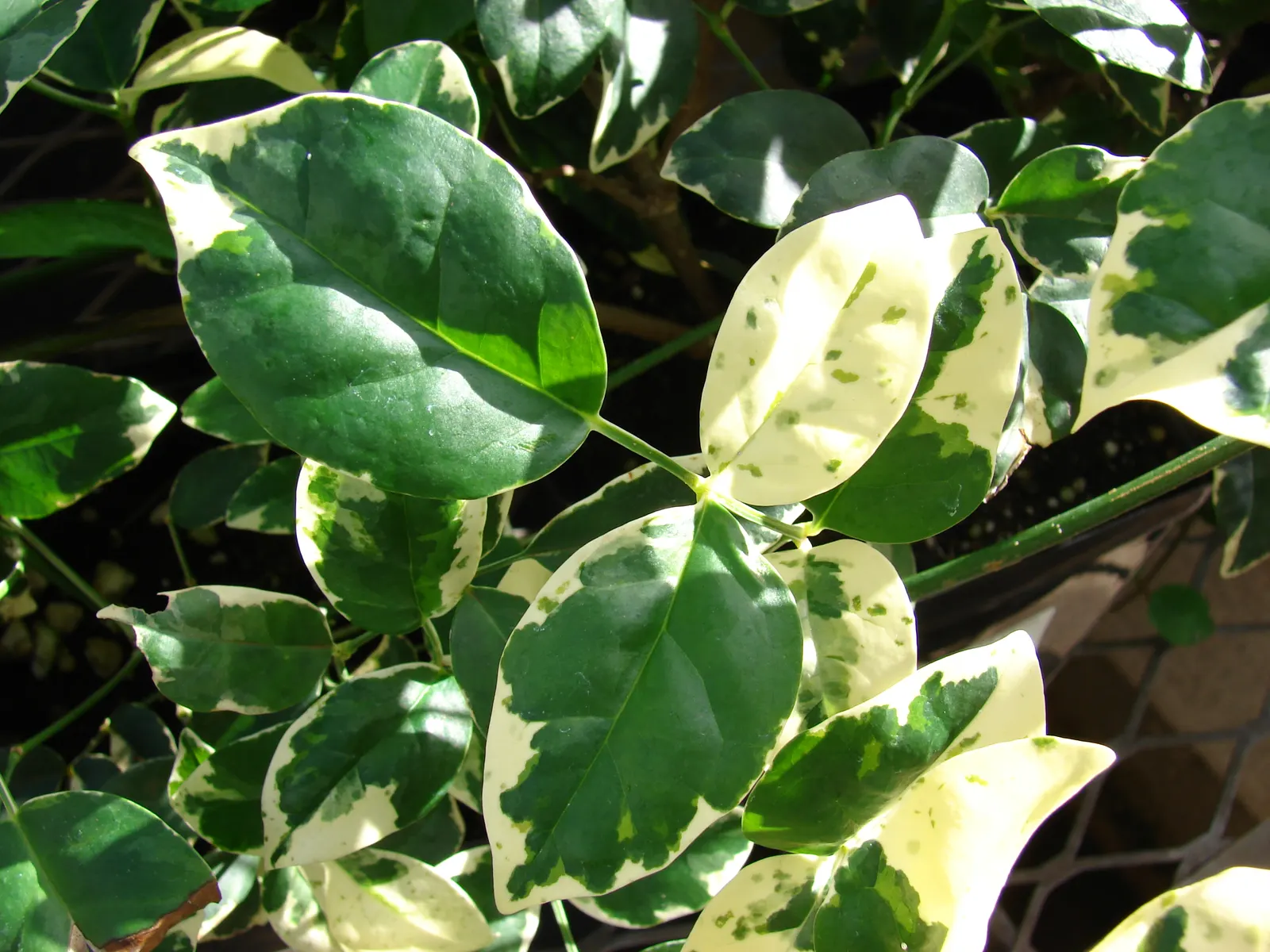 Bower Vine (Pandorea Jasminoides) — Regular watering and well-drained soil optimize its pink and cream blooms; evergreen climber that brings a tropical allure