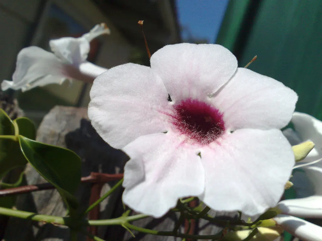 Bower Vine (Pandorea Jasminoides) — Its evergreen foliage climbs vigorously, reaching 20-30 feet, perfect for trellises or arbors; hardy in USDA, image 69