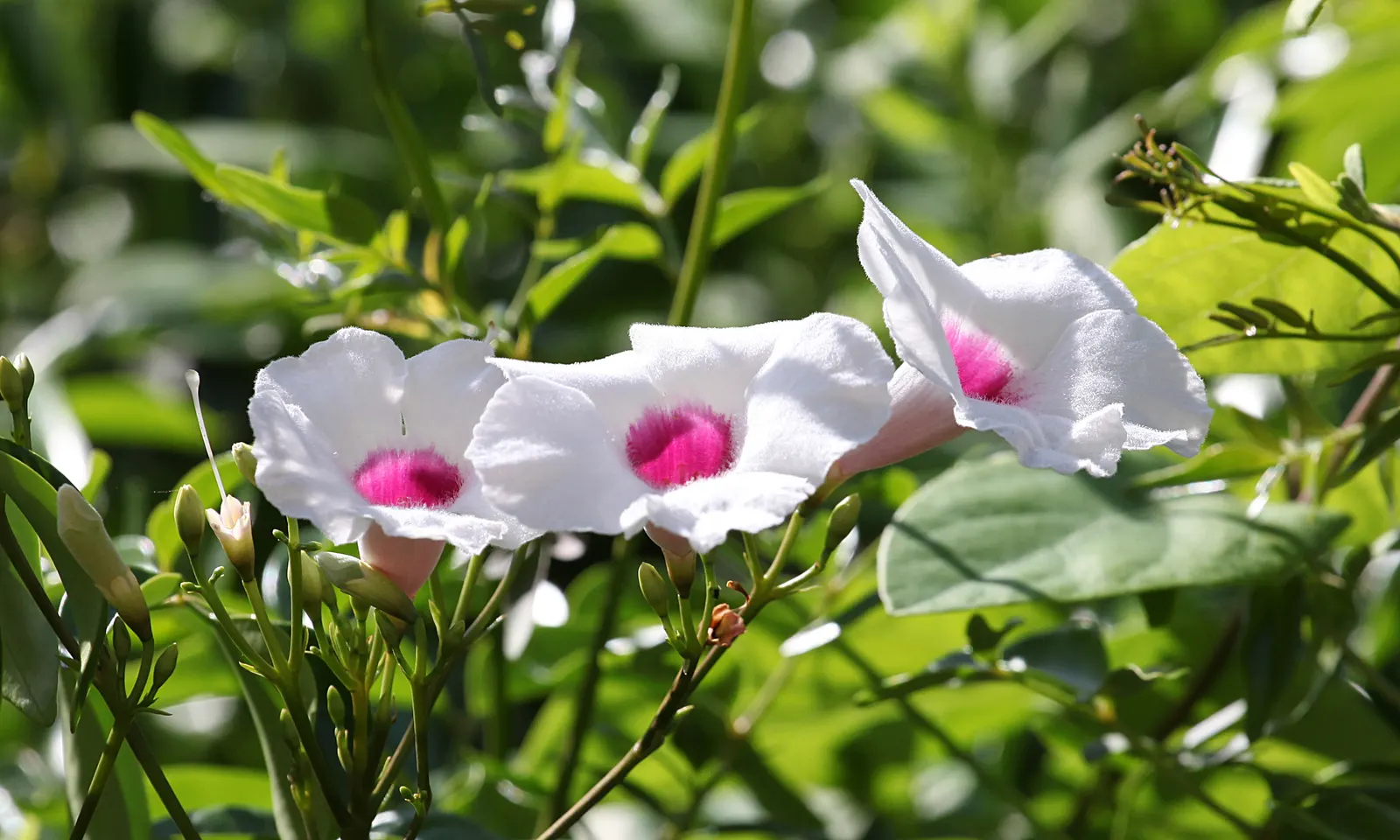 Bower Vine (Pandorea Jasminoides) — Hardy in USDA Zones 9 to 11; its foliage is comprised of glossy, image 62