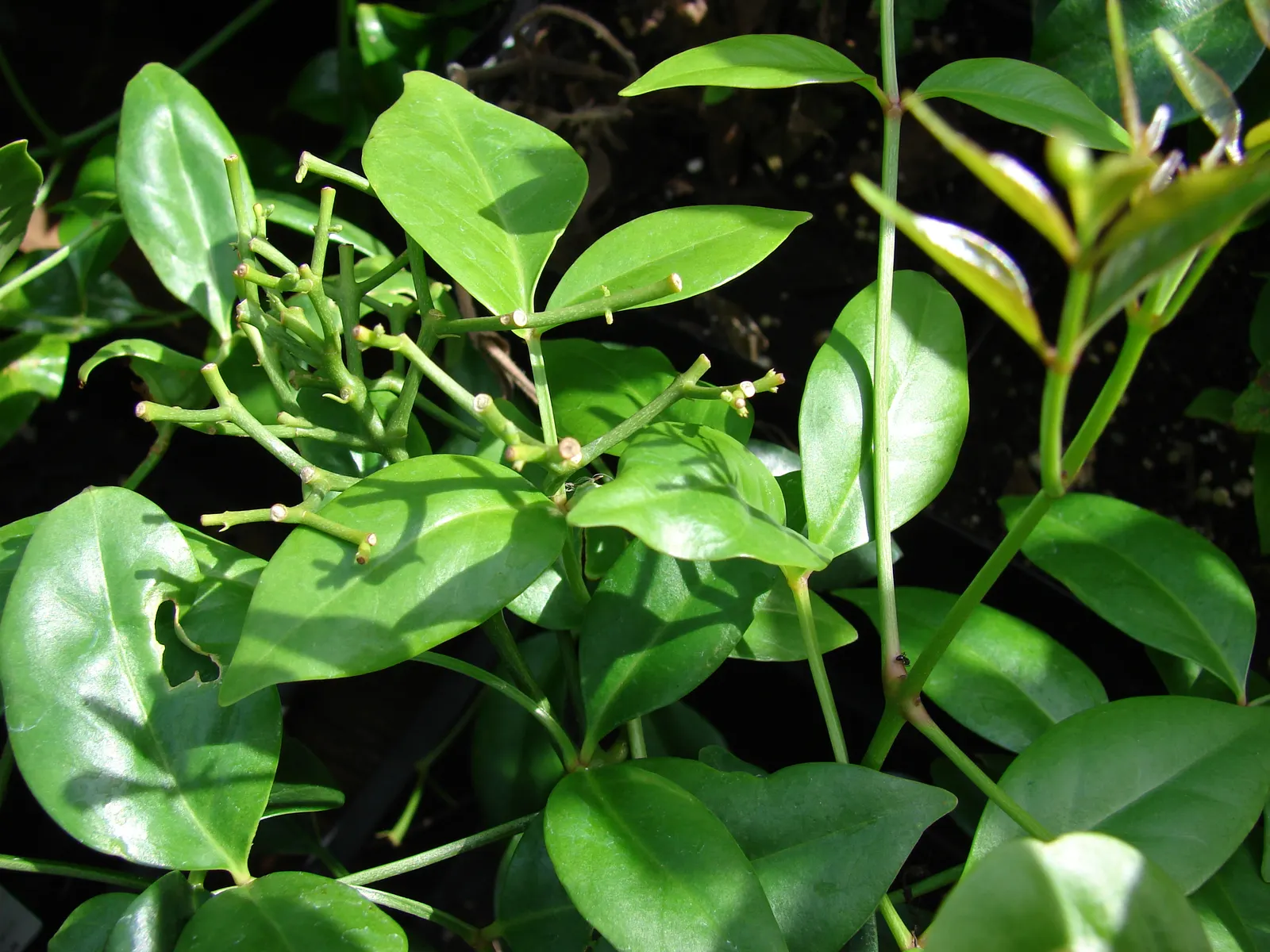 Bower Vine (Pandorea Jasminoides) — adding a romantic flair to any garden setting; trumpet-shaped flowers up to 2 inches across, image 73