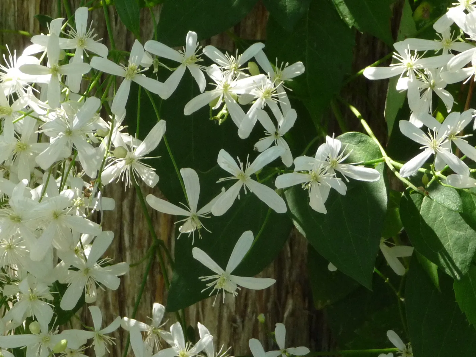 Bower Vine (Pandorea Jasminoides) — consider its need for a sun-drenched placement with light