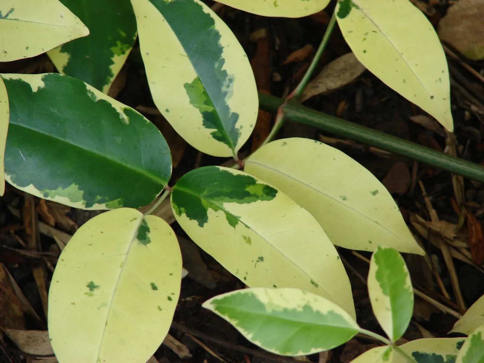 Bower Vine (Pandorea Jasminoides) — the Bower Vine can withstand temperatures down to about 20&deg;F; multi-colored and pink and red flowers in the, image 63