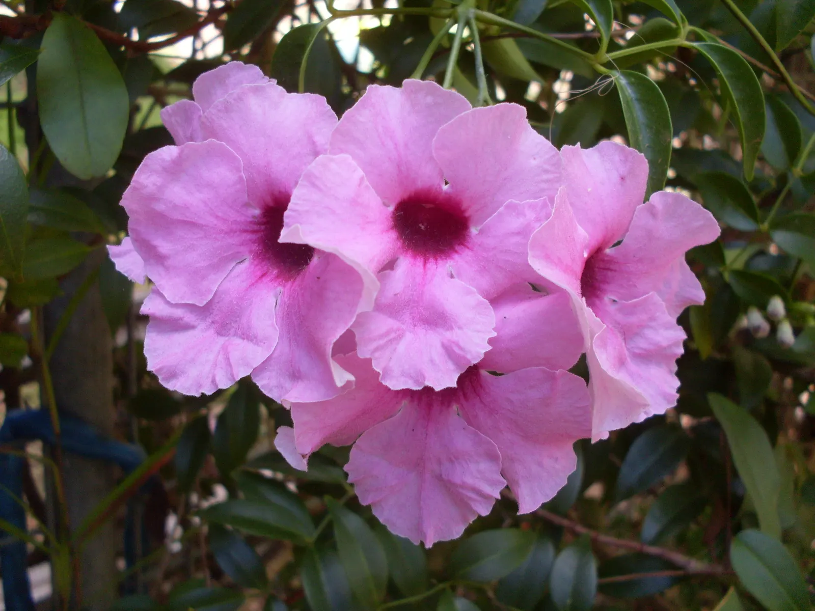 Bower Vine (Pandorea Jasminoides) — scientifically known as Pandorea jasminoides; stands out as a fast-growing, image 52