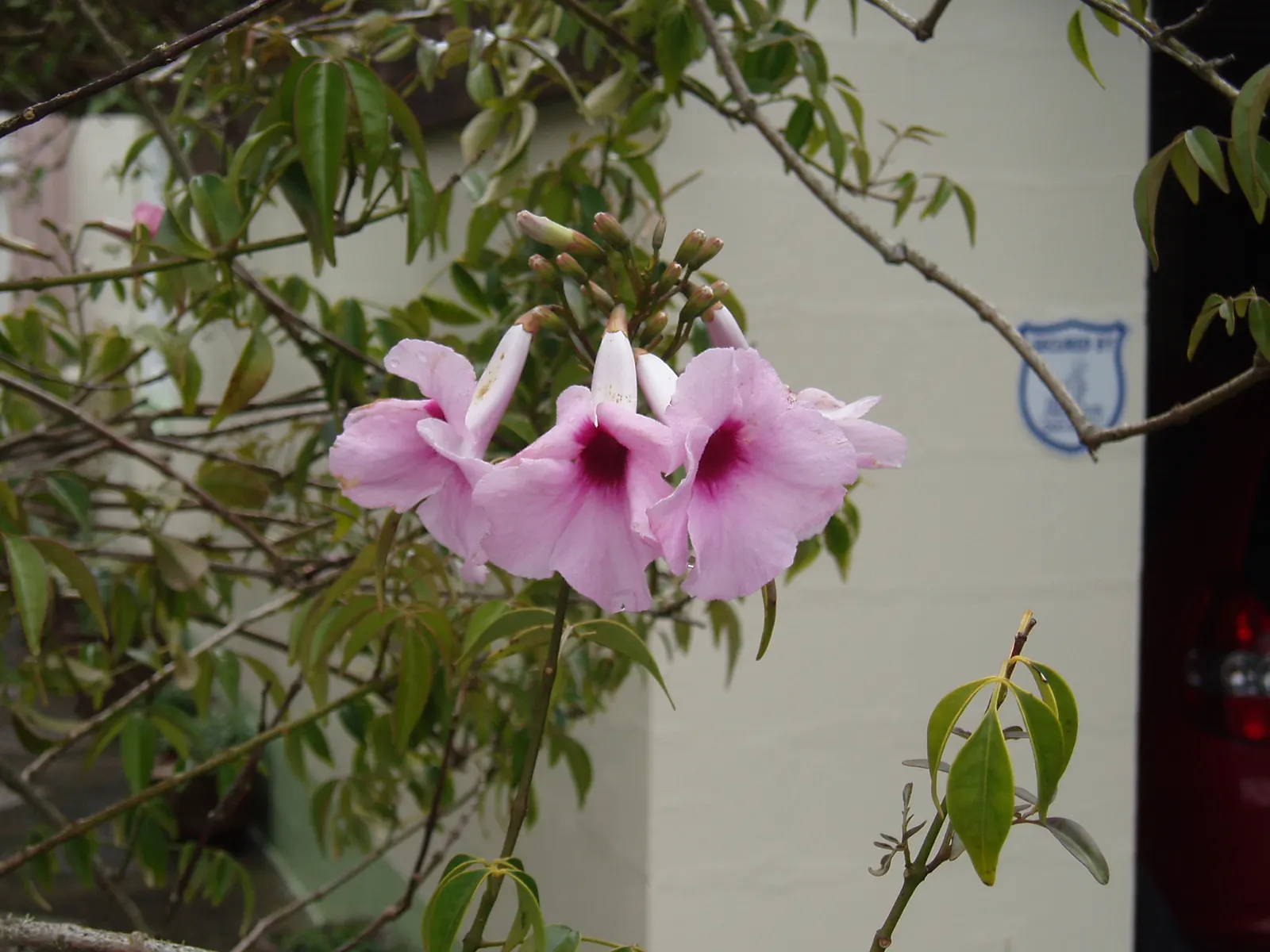 Bower Vine (Pandorea Jasminoides) — trumpet-shaped flowers up to 2 inches across; with an impressive growth capability